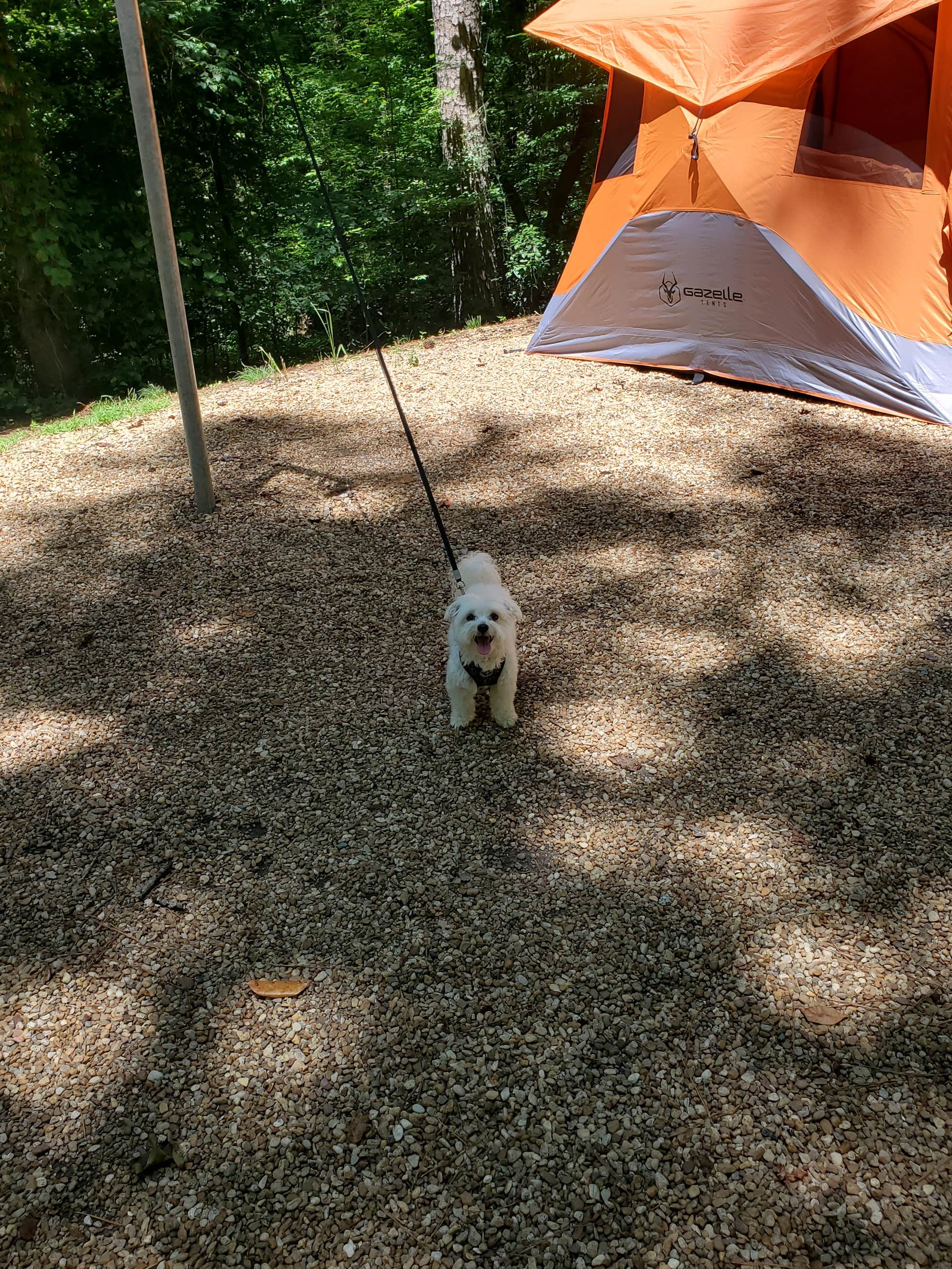 Coleman Lake Rec Area Camping The Dyrt