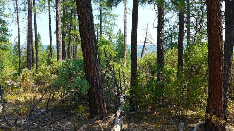 Camper-submitted photo at Mountain View Camping near Whitmore, CA