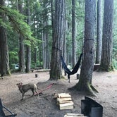 Review photo of Ohanapecosh Campground — Mount Rainier National Park by Luke J., July 20, 2018