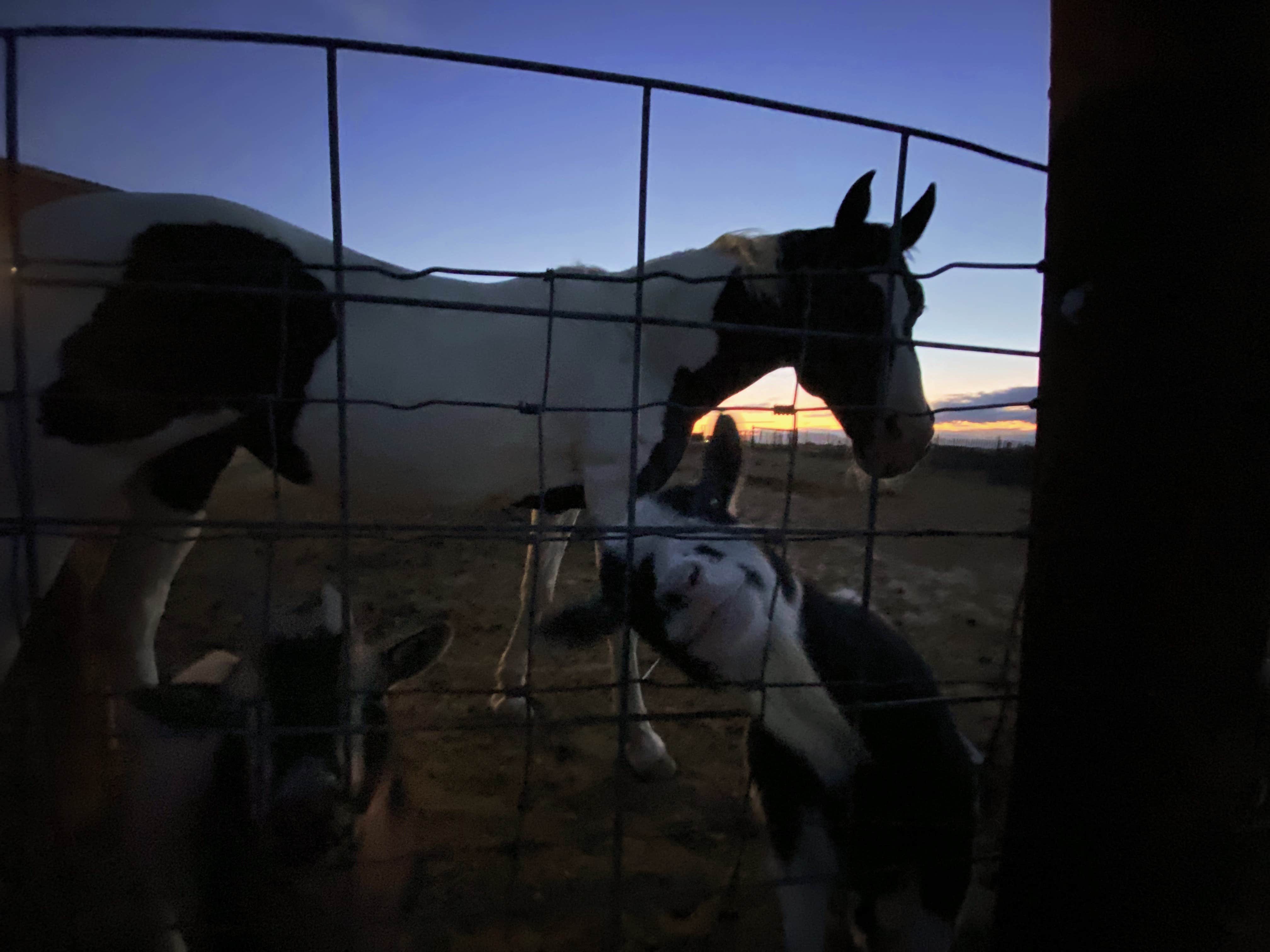 Kayla W.'s photo of camping with pets at Liberty Ranch - CLOSED near Cimarron, CO
