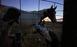 Kayla W.'s photo of camping with pets at Liberty Ranch - CLOSED near Parker, CO