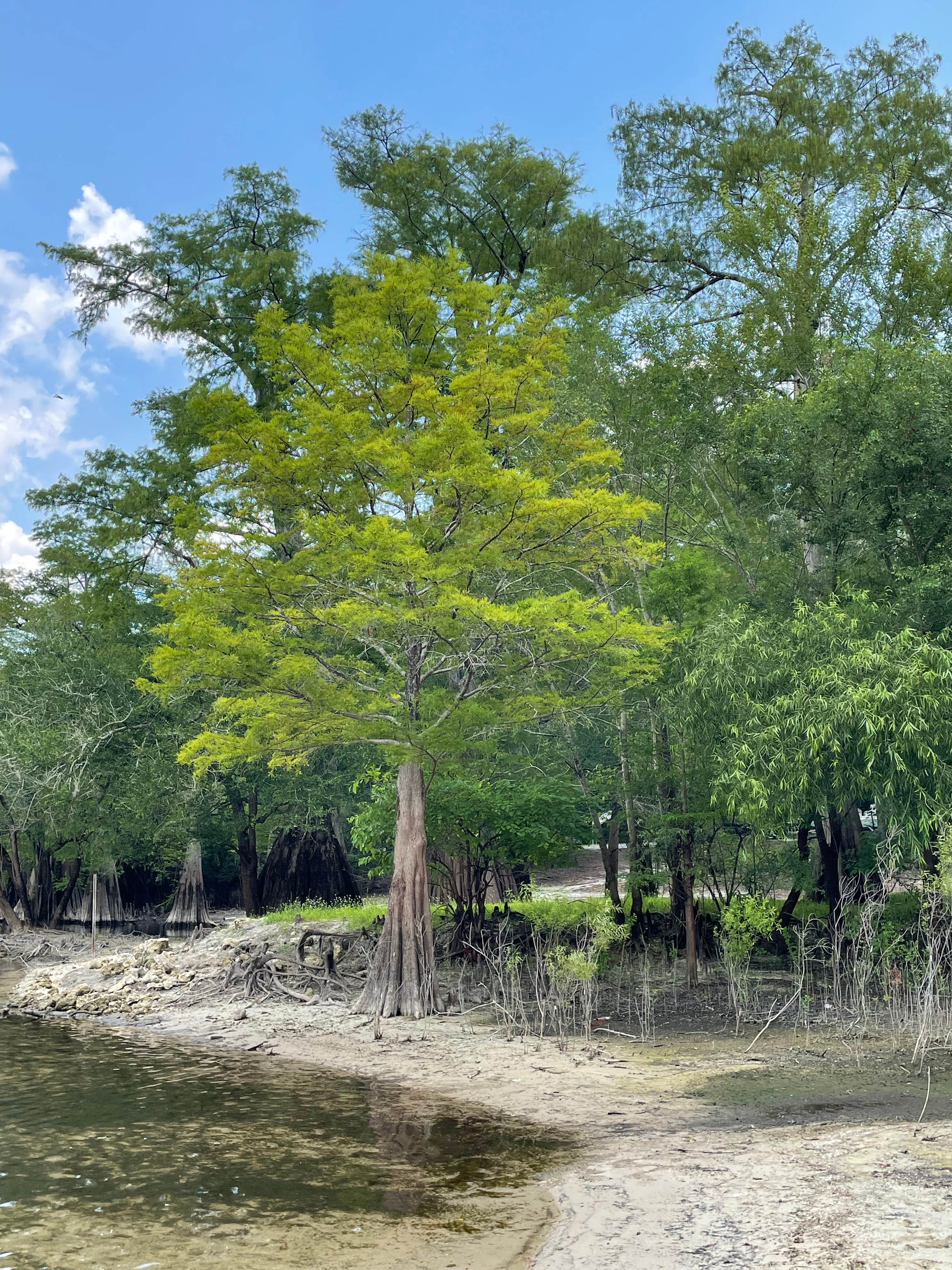 Camper-submitted photo at Ellie Ray's RV Resort & Lounge near Fort White, FL