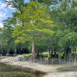 beautiful cypress tree on the Sante Fe river