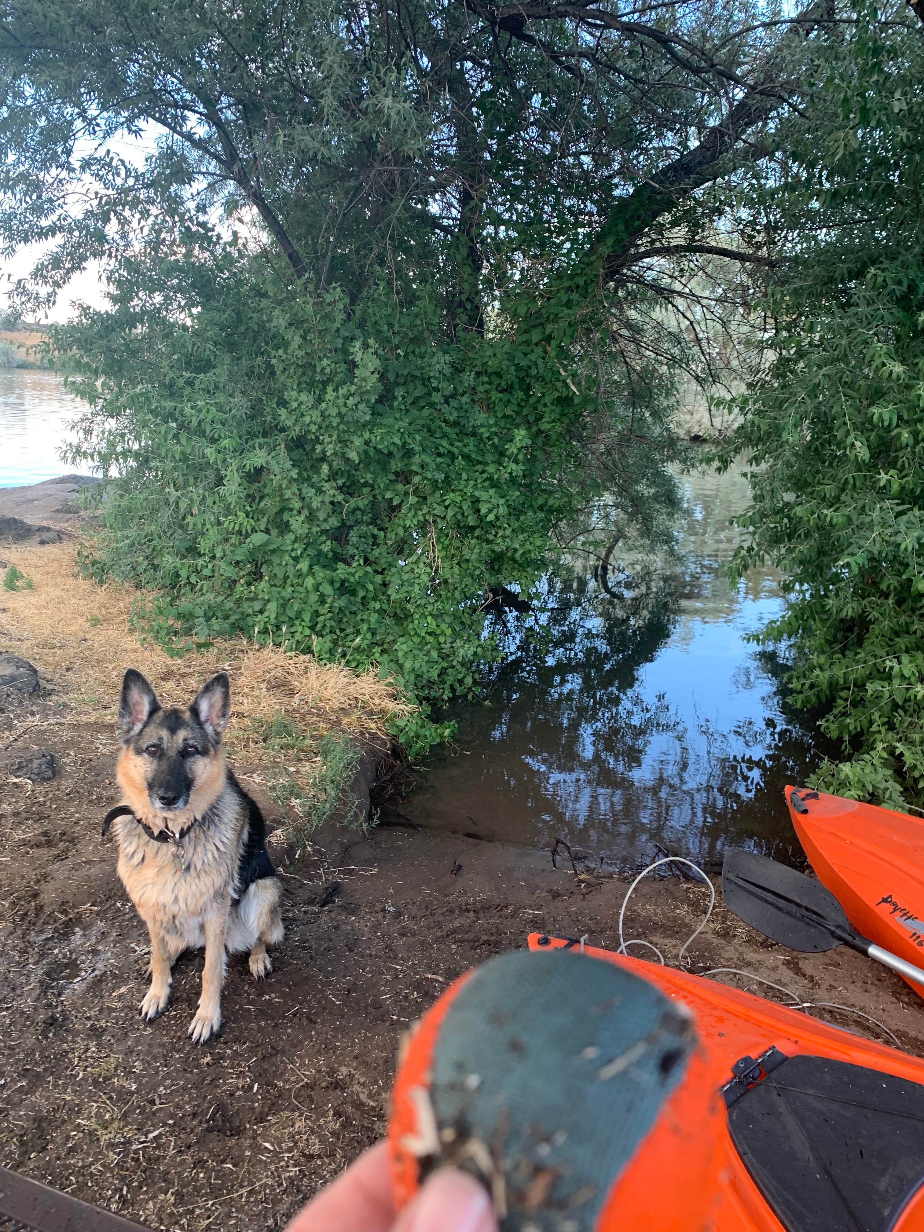 Lauren C.'s photo of camping with pets at Milner Historic Recreation Area near Jerome, ID