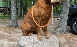 mary F.'s photo of camping with pets at Crosslake Campground near Baxter, MN