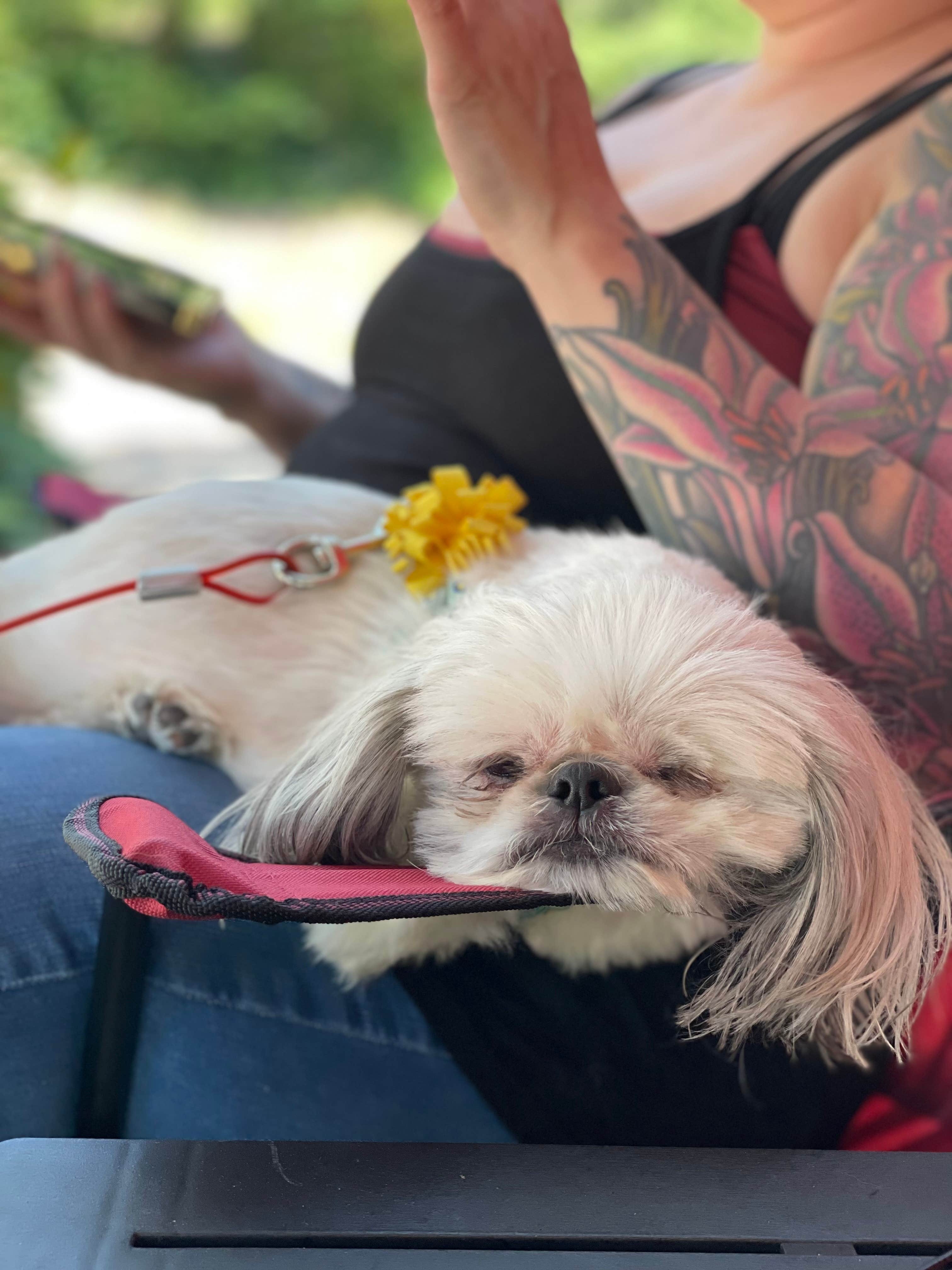 Kelley D.'s photo of camping with pets at Seven Feathers RV Resort near Roseburg, OR