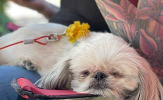 Kelley D.'s photo of camping with pets at Seven Feathers RV Resort in Oregon