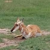 Review photo of Blue Bell Campground — Custer State Park by Theresia B., July 24, 2022