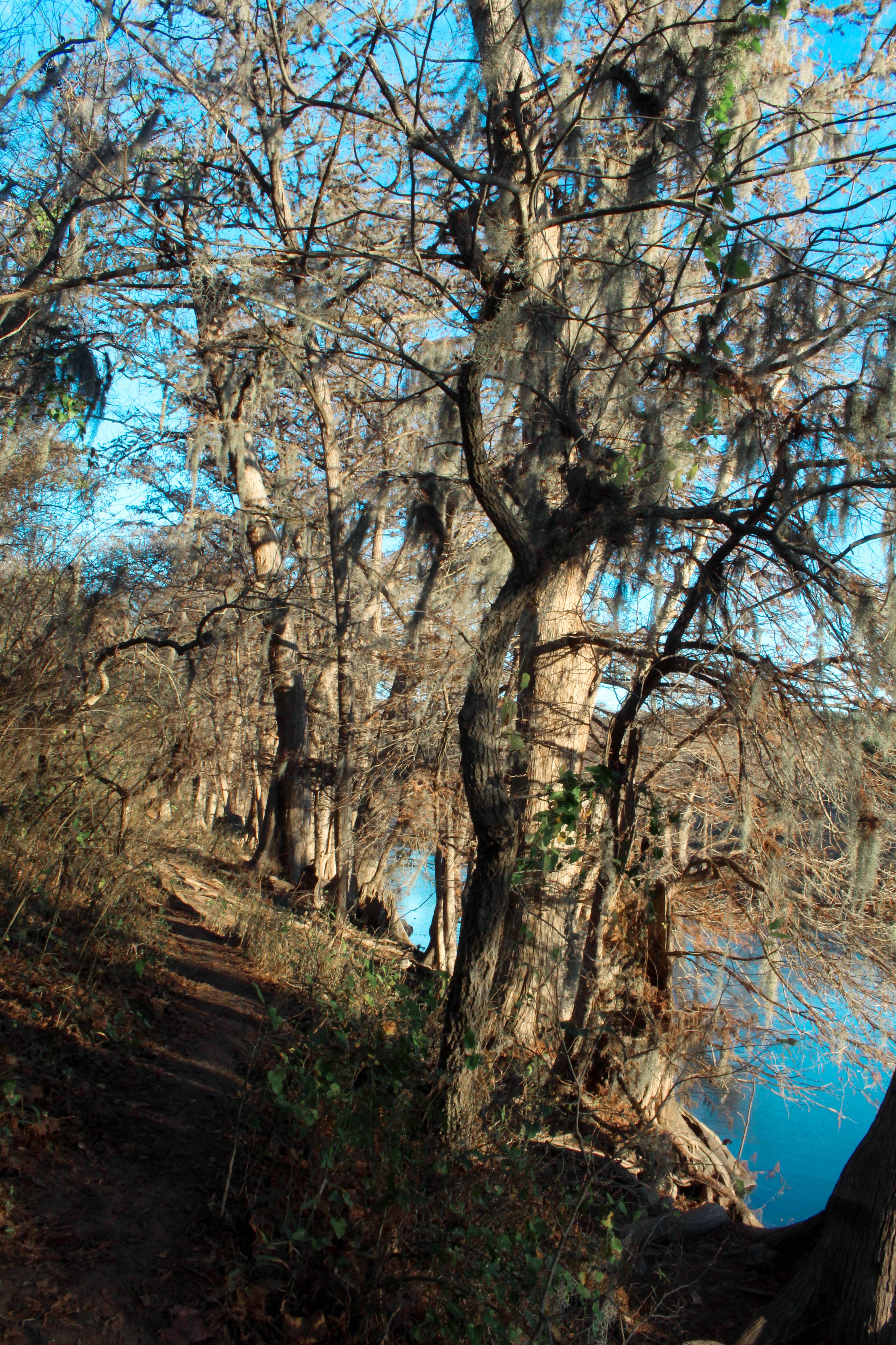 Camper-submitted photo at Wagon Ford Walk-In Area — Guadalupe River State Park near Elmendorf, TX