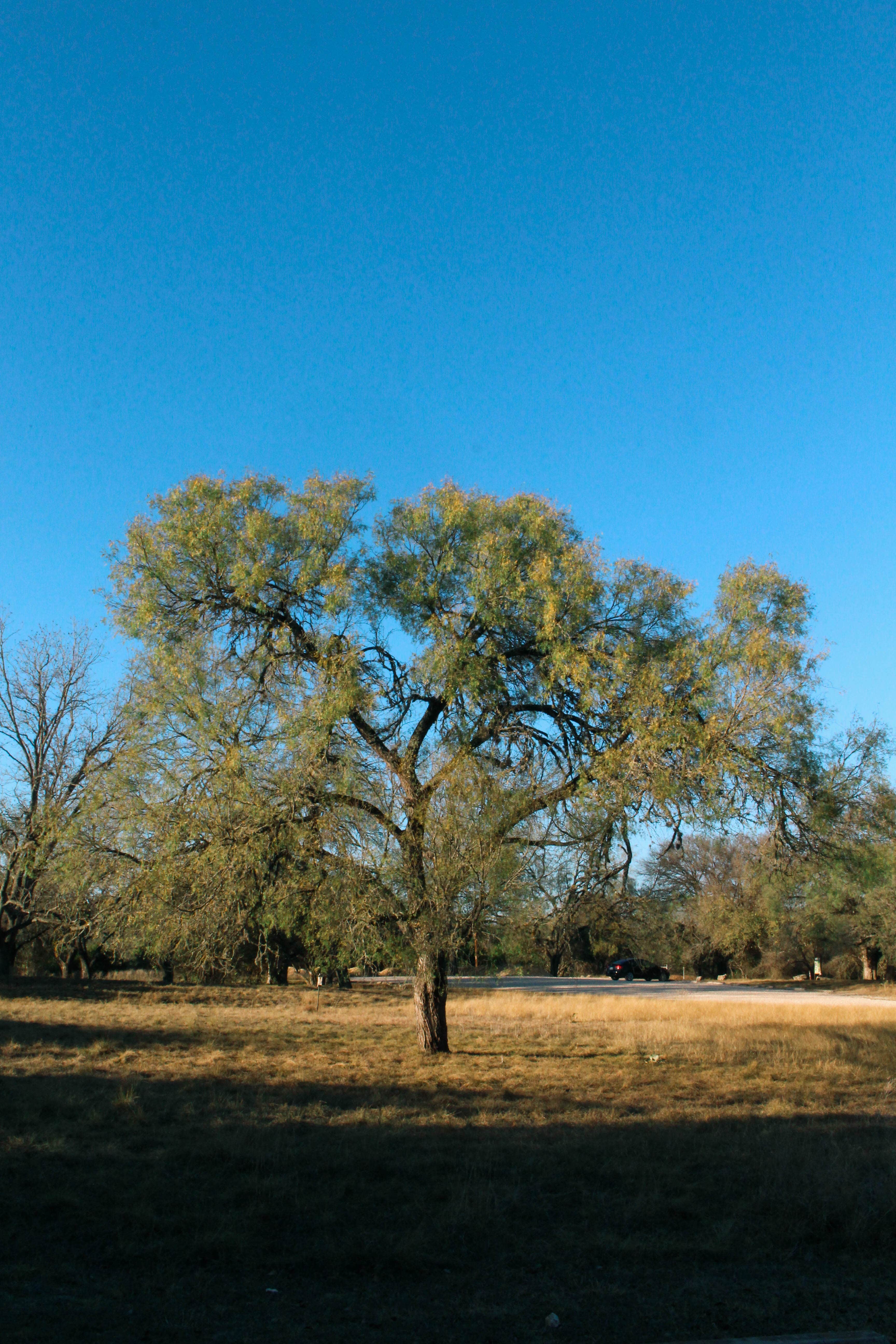 Camper-submitted photo at Wagon Ford Walk-In Area — Guadalupe River State Park near Elmendorf, TX