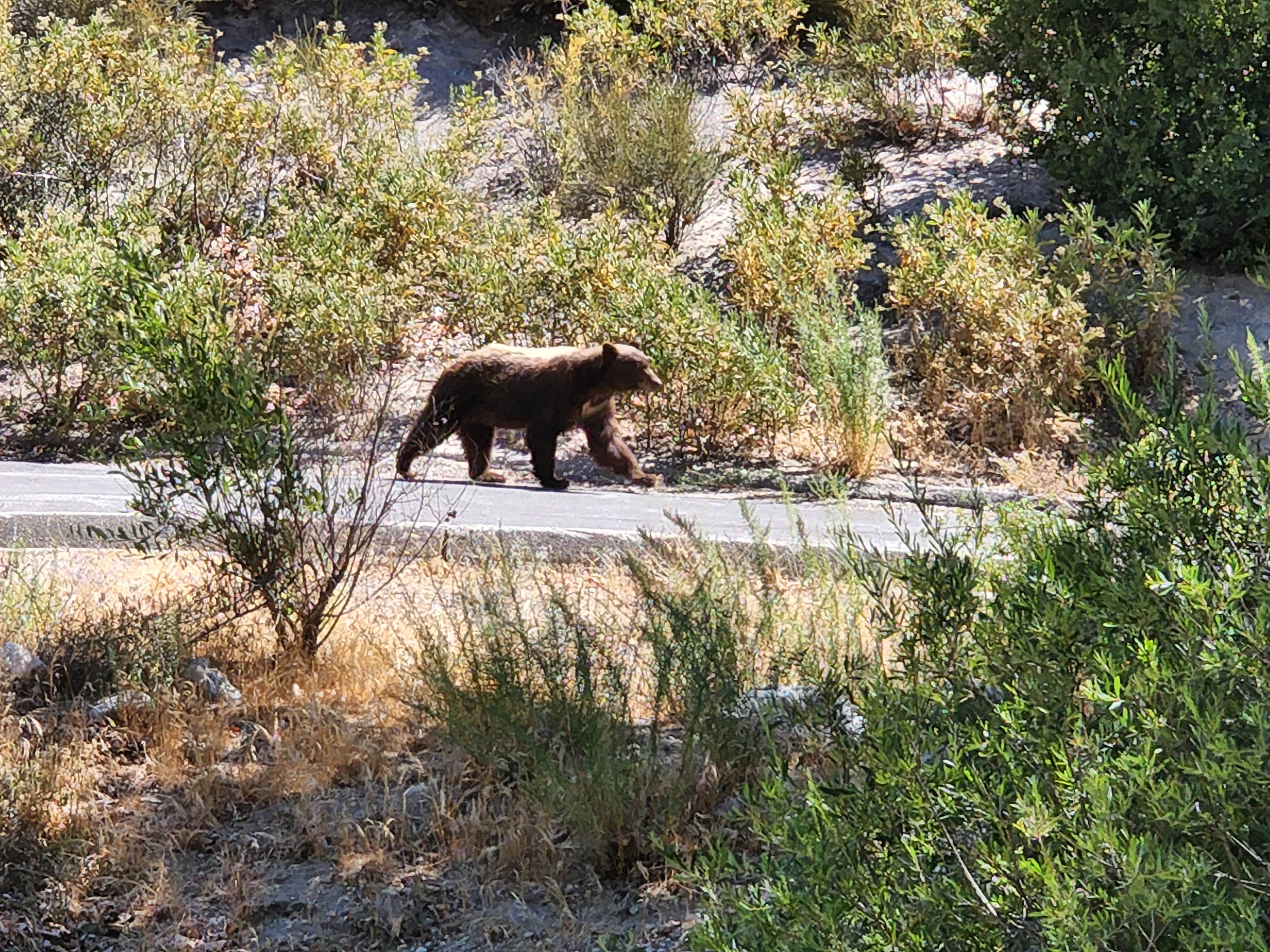 Camper-submitted photo at Monte Cristo Campground near Juniper Hills, CA