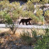 Review photo of Monte Cristo Campground by Taka B., July 24, 2022