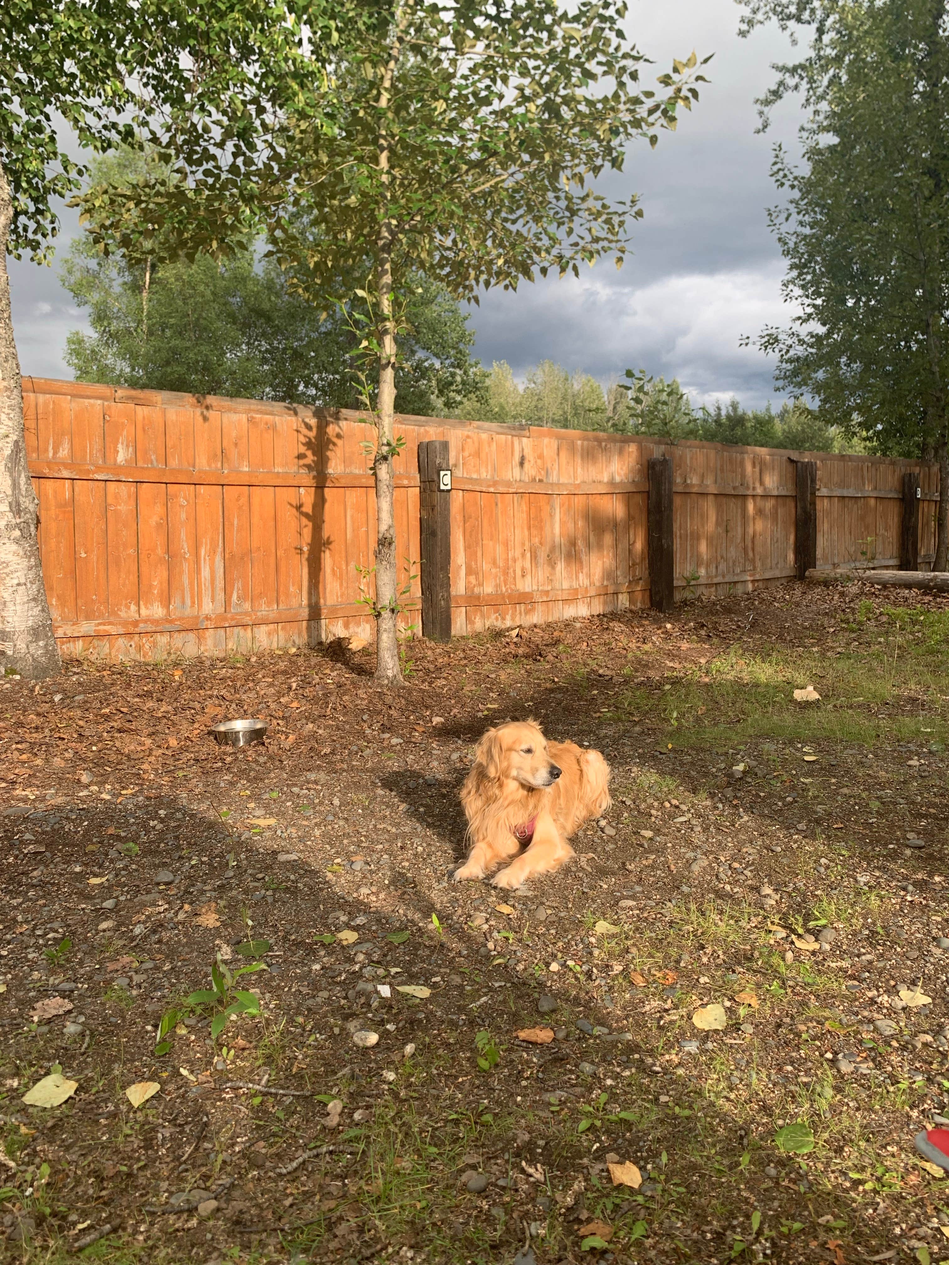Valeria G.'s photo of camping with pets at Willow Creek Resort near Trapper Creek, AK