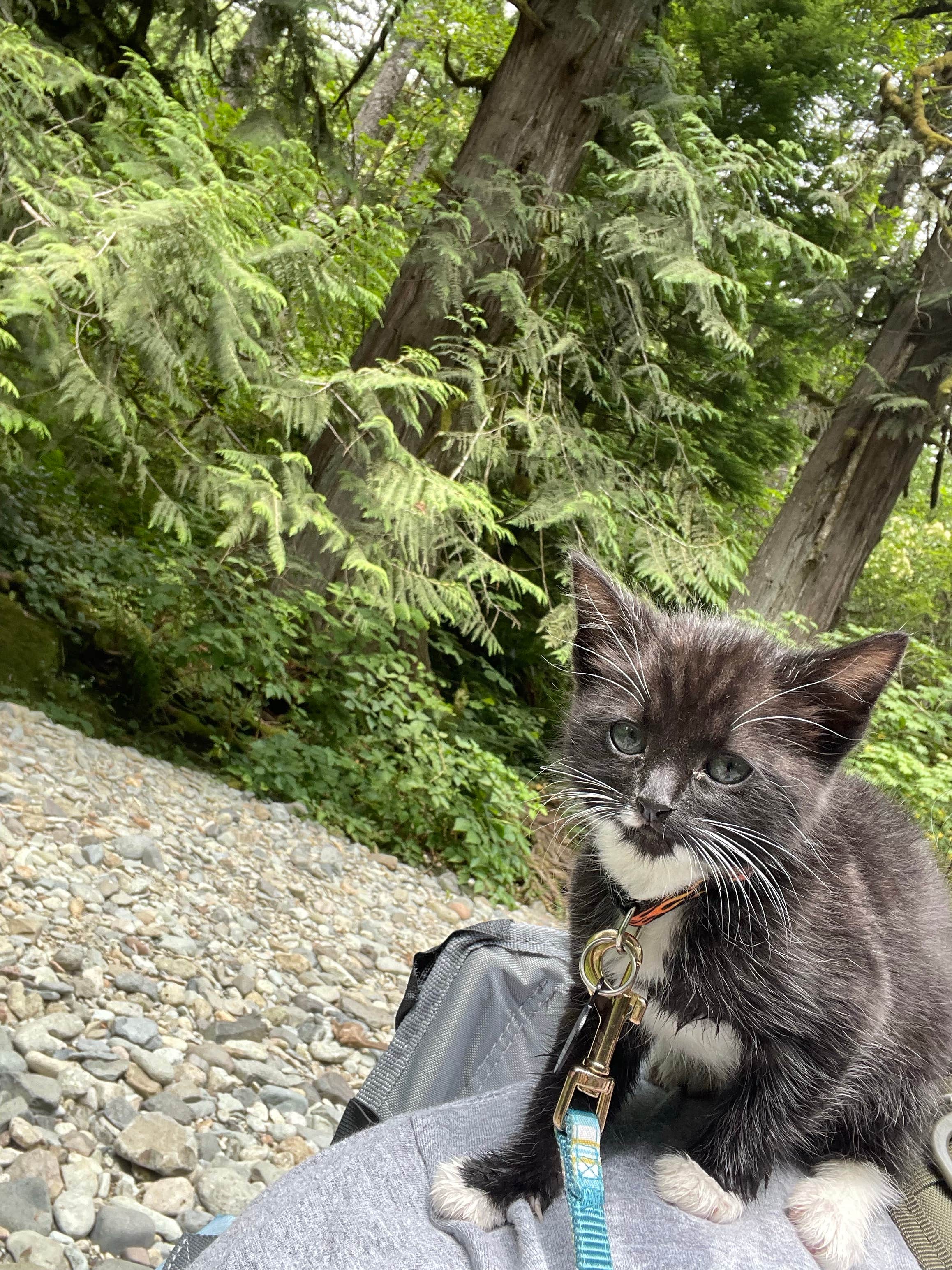 KayLani C.'s photo of camping with pets at Dougan Creek Campground in Washington