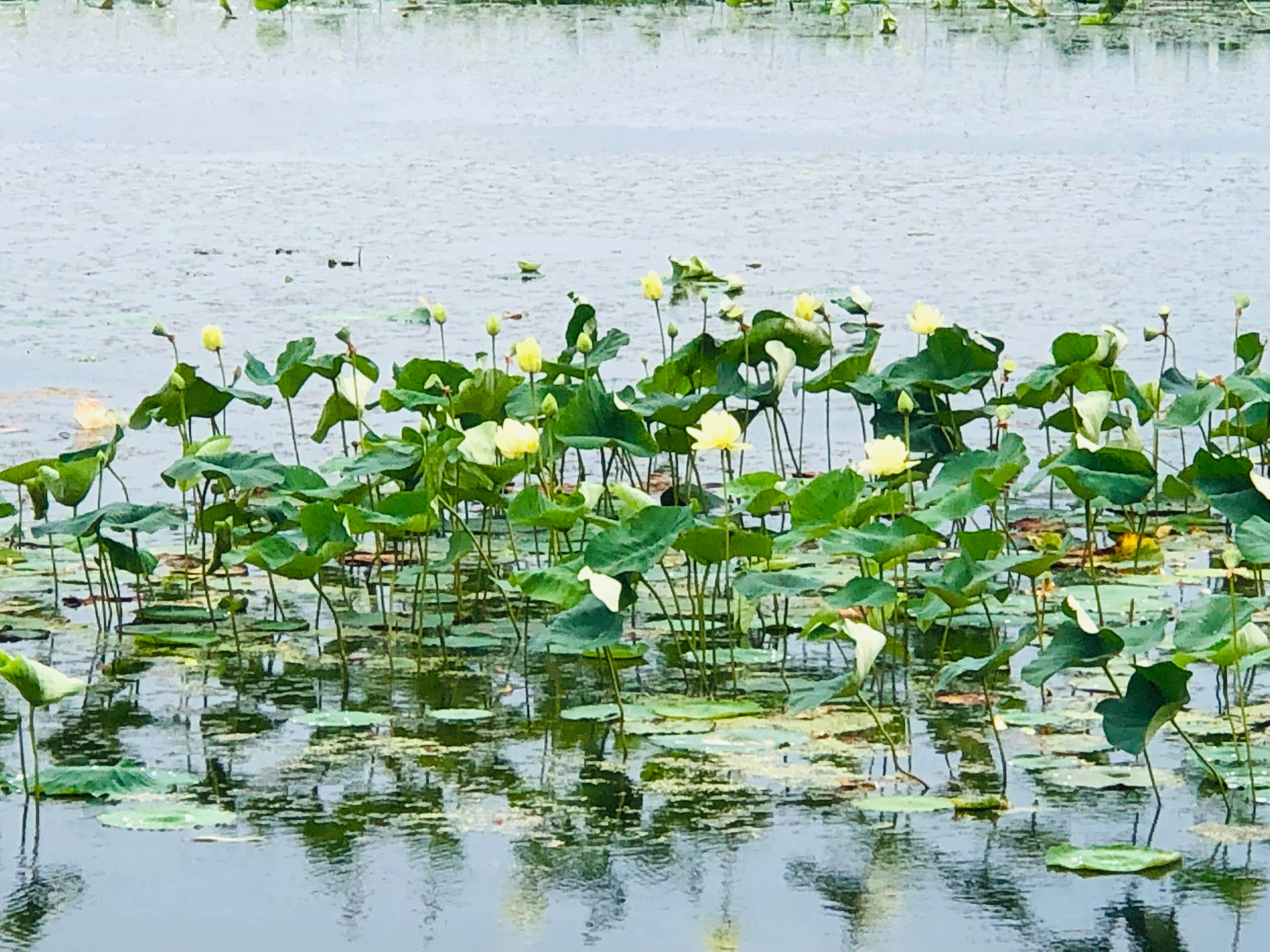 Camper-submitted photo at Wildcat Springs Park near Montrose, IA