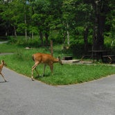 Review photo of Big Meadows Campground — Shenandoah National Park by Mallory D., July 20, 2018