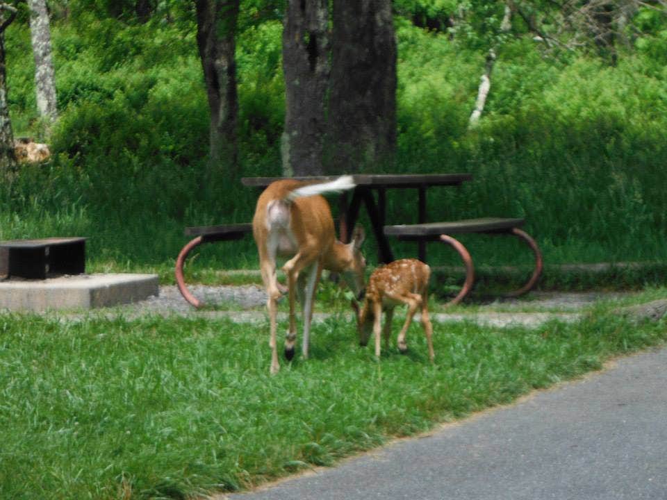 Mallory D.'s photo of camping with a horse at Big Meadows Campground — Shenandoah National Park near White Post, VA