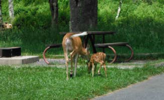 Mallory D.'s photo of camping with a horse at Big Meadows Campground — Shenandoah National Park near Swoope, VA