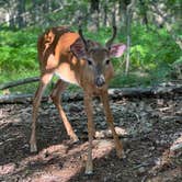 Review photo of Big Meadows Campground — Shenandoah National Park by Nick C., July 25, 2022