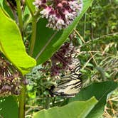 Review photo of Big Meadows Campground — Shenandoah National Park by Nick C., July 25, 2022