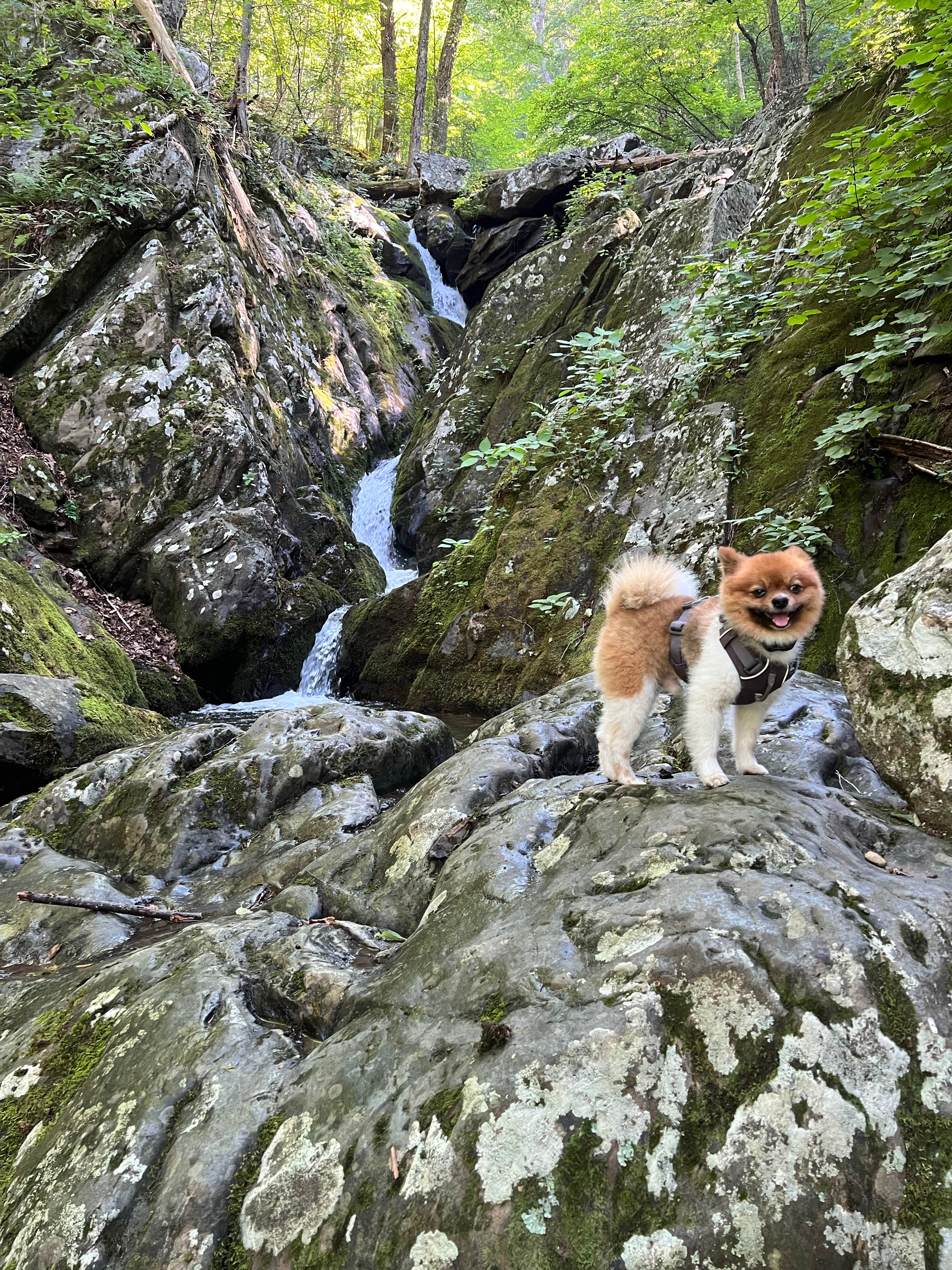 Nick C.'s photo of camping with pets at Big Meadows Campground — Shenandoah National Park near Middletown, VA