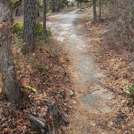 Nearby hiking trail in Pisgah Forest