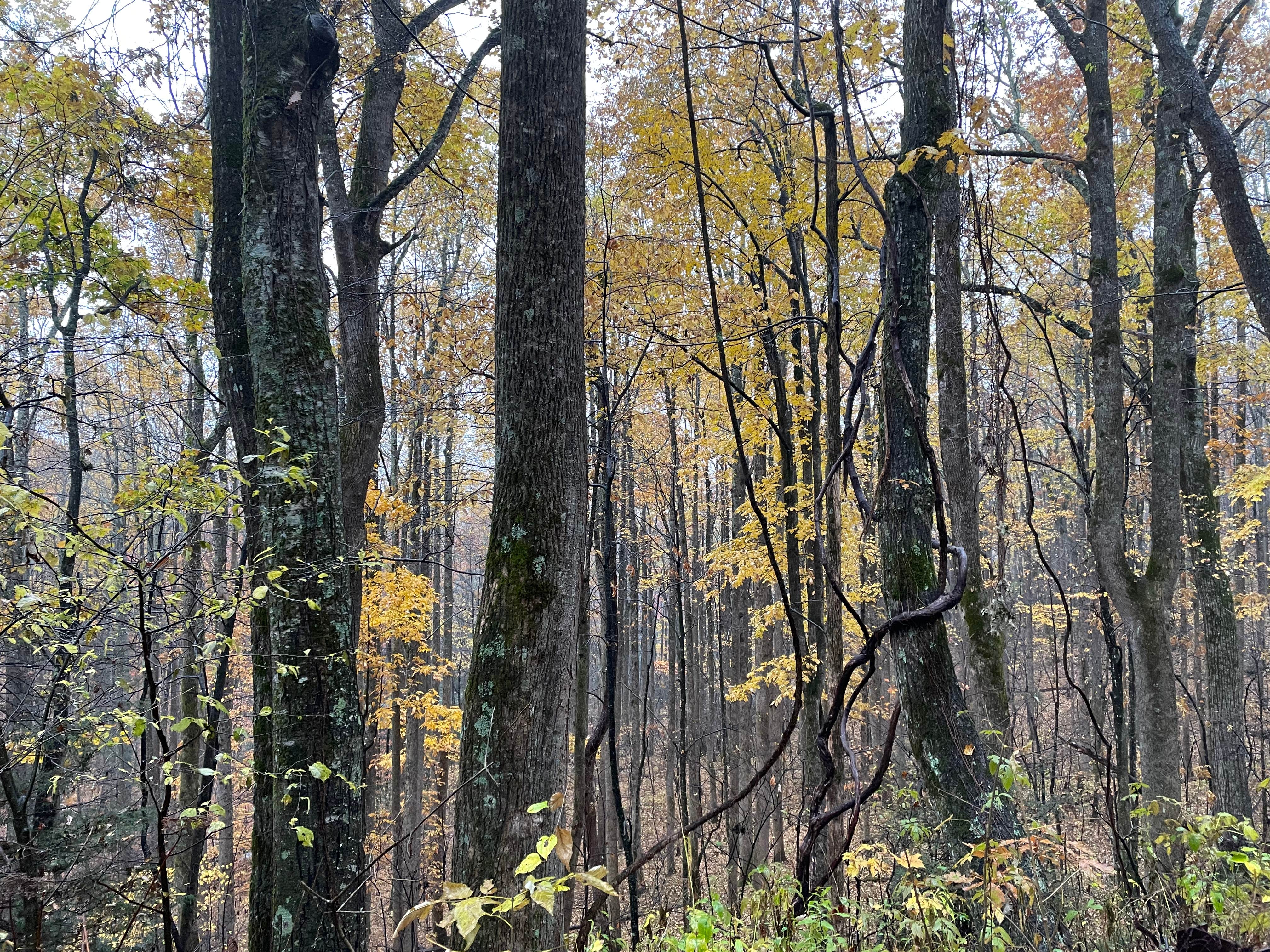 Camper-submitted photo at Land of Waterfalls RV Park near Balsam Grove, NC