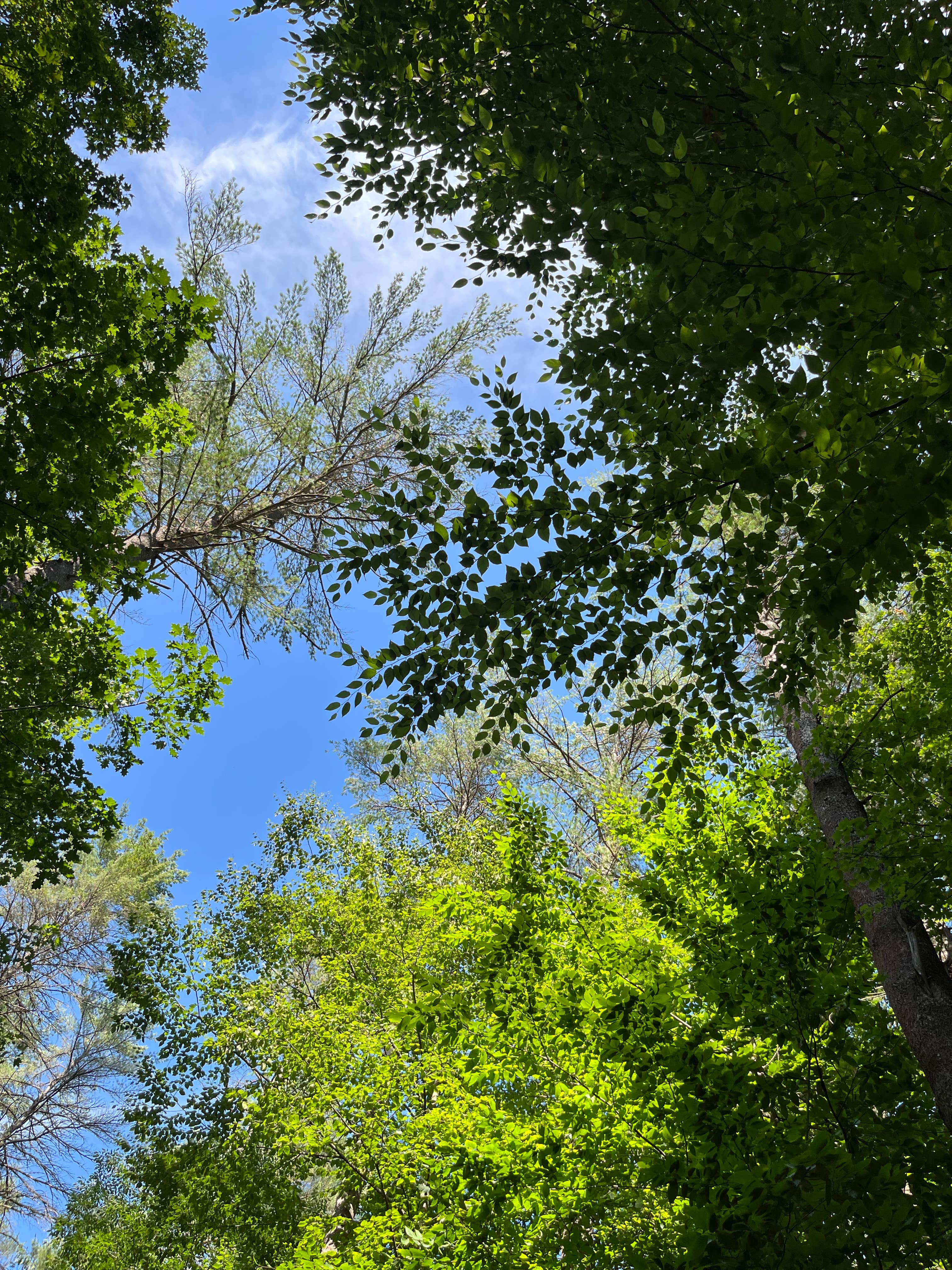 Camper-submitted photo at Tree Farm Campground near Lebanon, NH