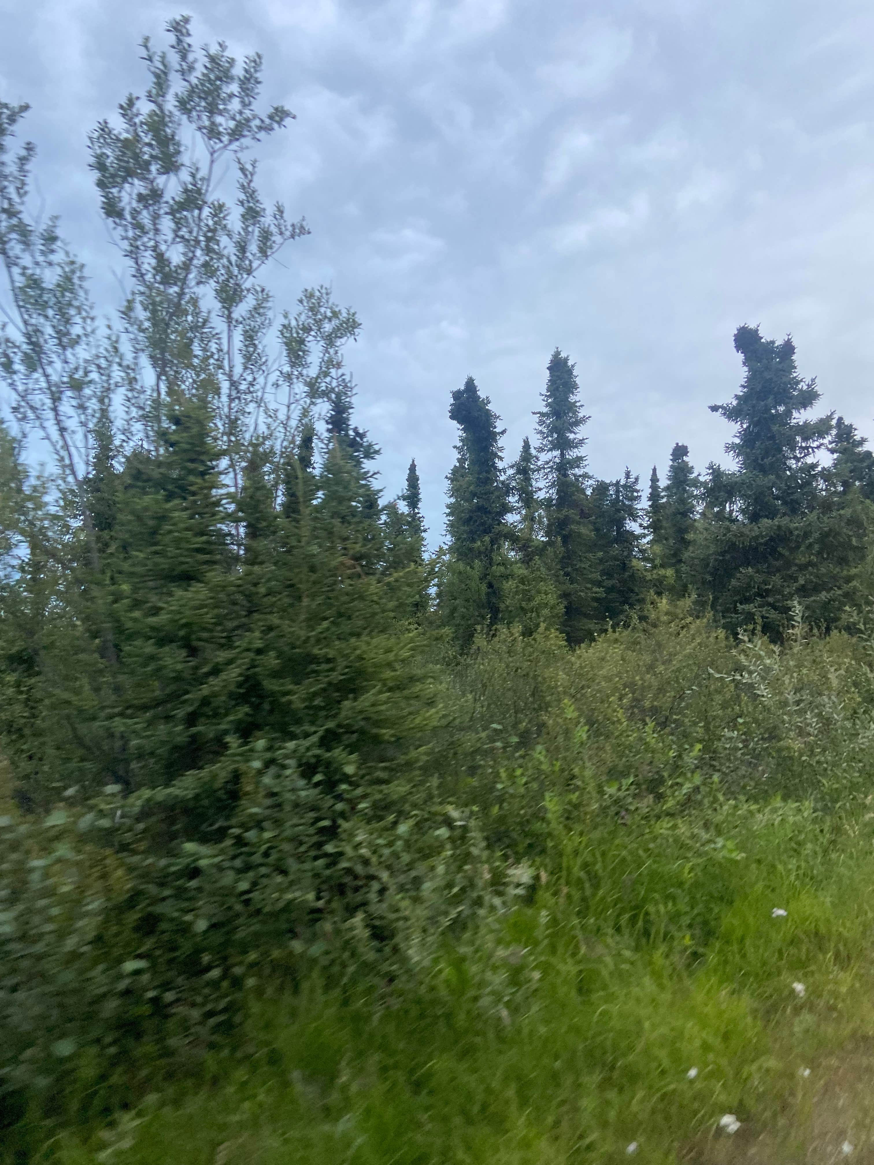 Camper-submitted photo at Ski Loop Trail near Ester, AK