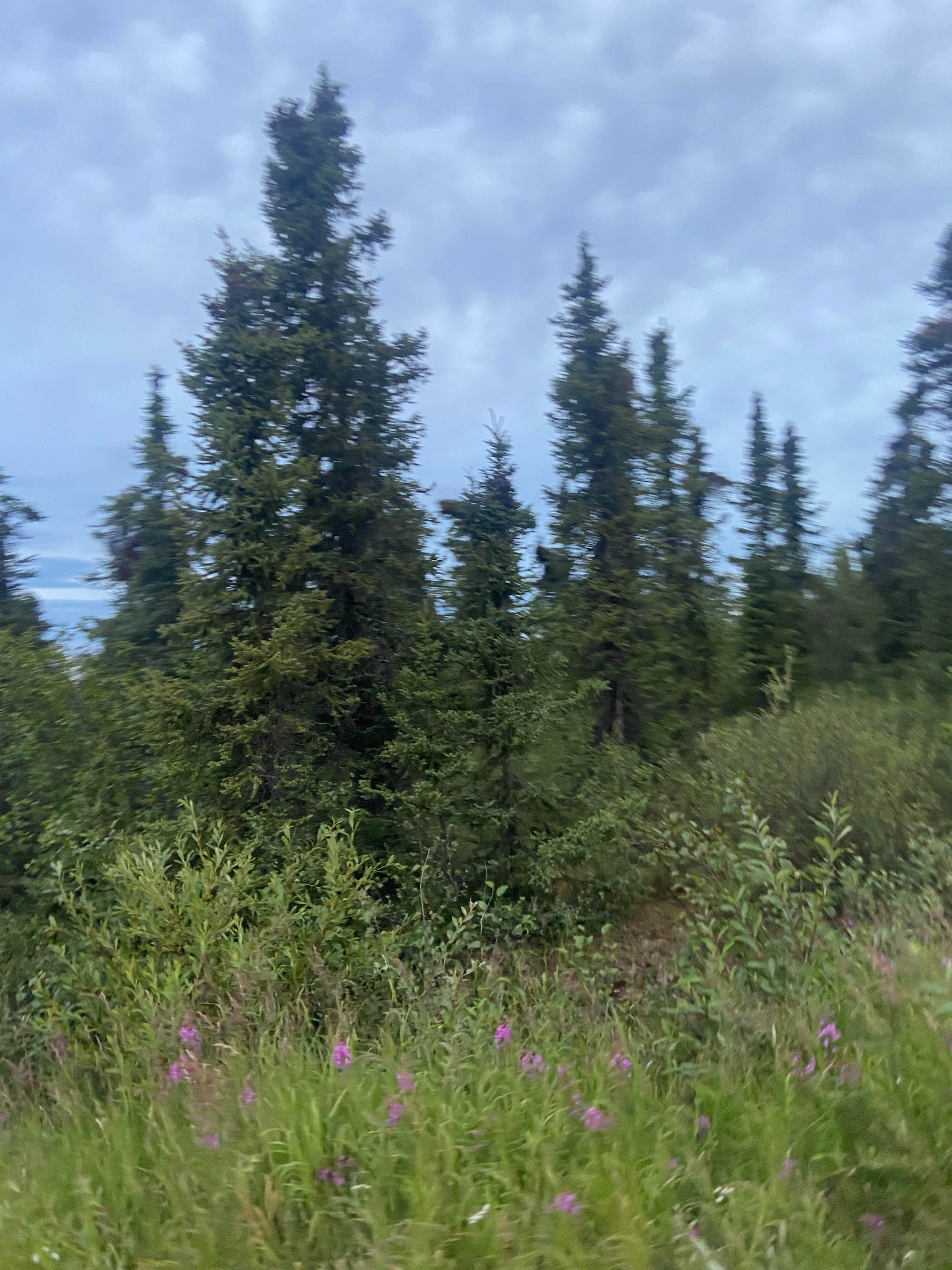 Camper-submitted photo at Ski Loop Trail near Ester, AK