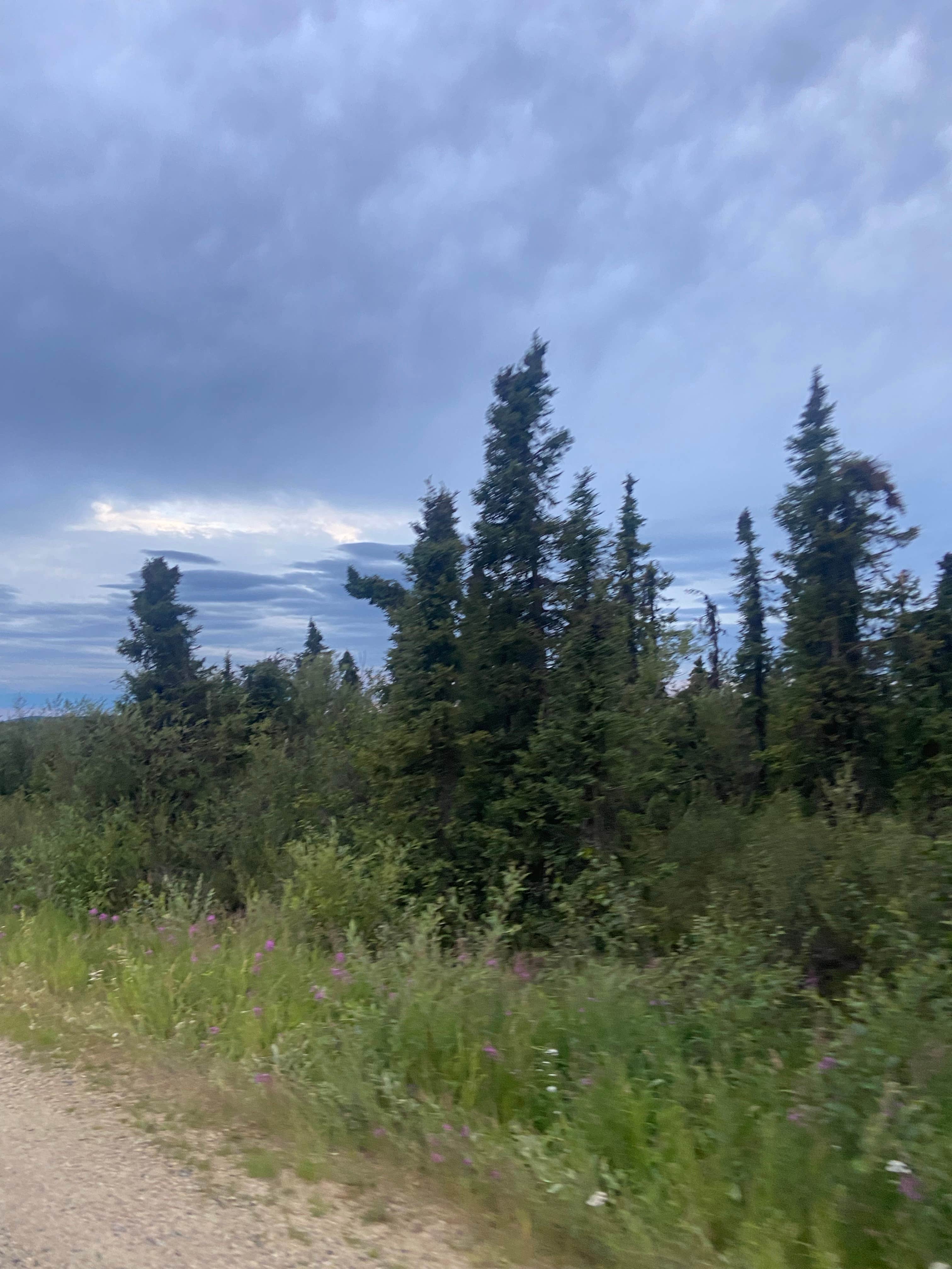 Camping near Wickersham Creek Trail Shelter: Ski Loop Trail, Ester, Alaska
