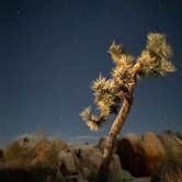 Review photo of Jumbo Rocks Campground — Joshua Tree National Park by Graham , July 25, 2022