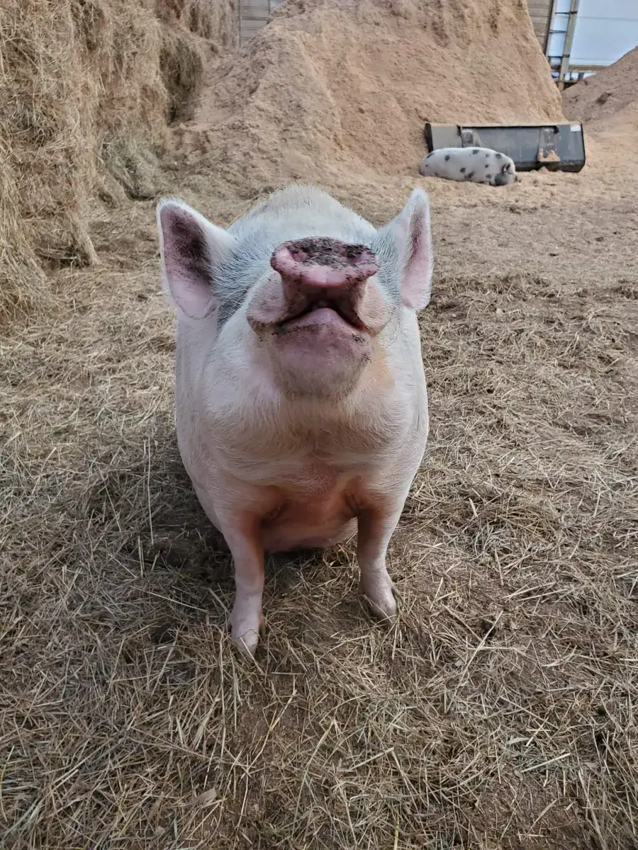 Camper-submitted photo at Double Rainbow Farm near Sinclairville, NY