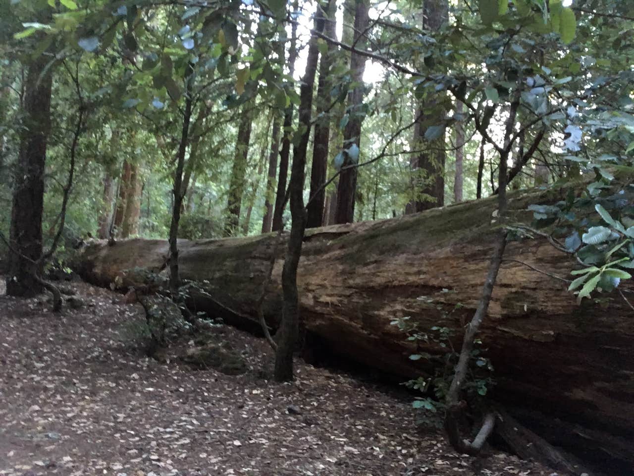 Camper submitted image from Richardson Grove State Park Campground - 2