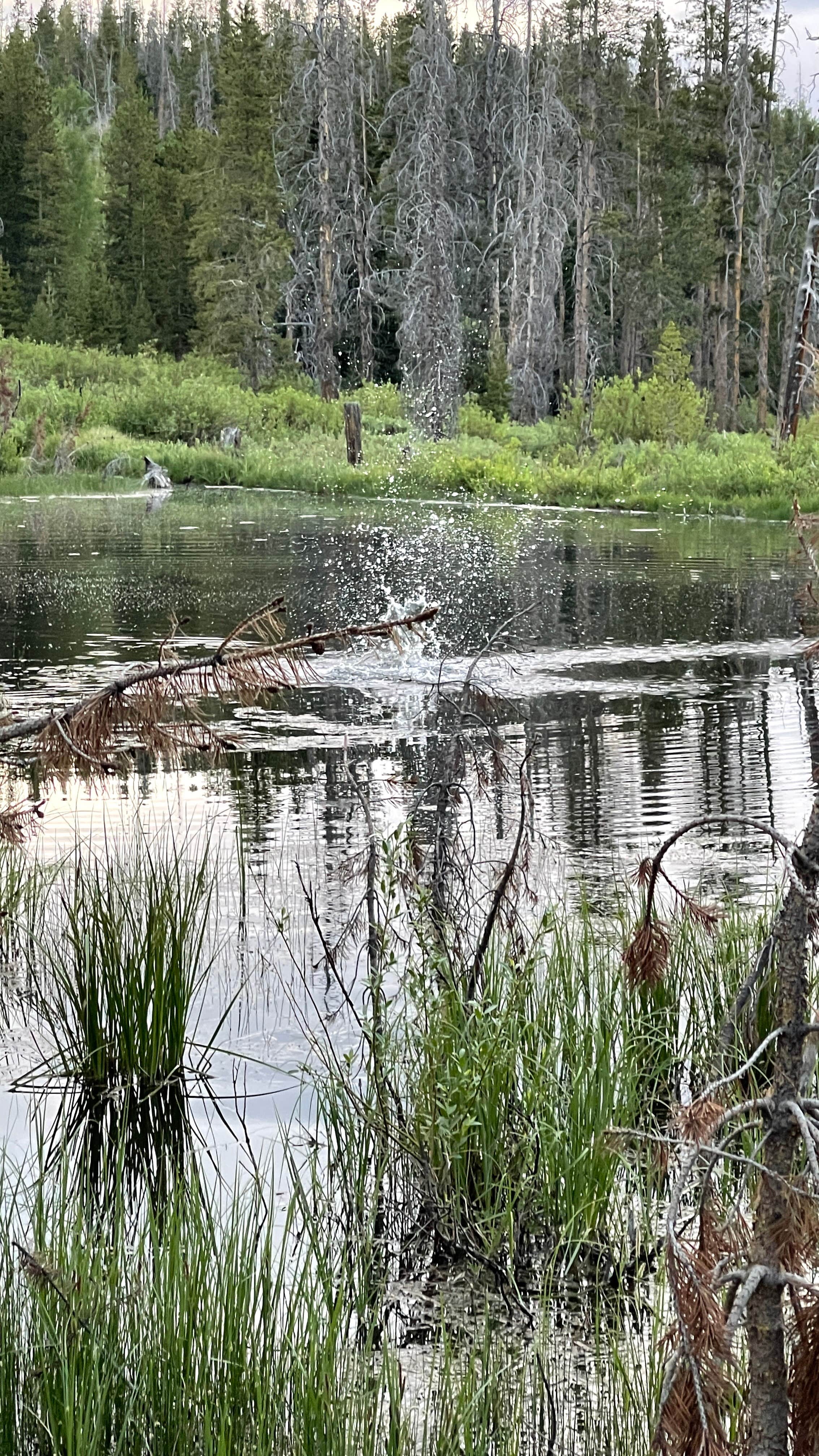 Camper submitted image from Beaver View Campground — Uinta Wasatch Cache National Forest - 4