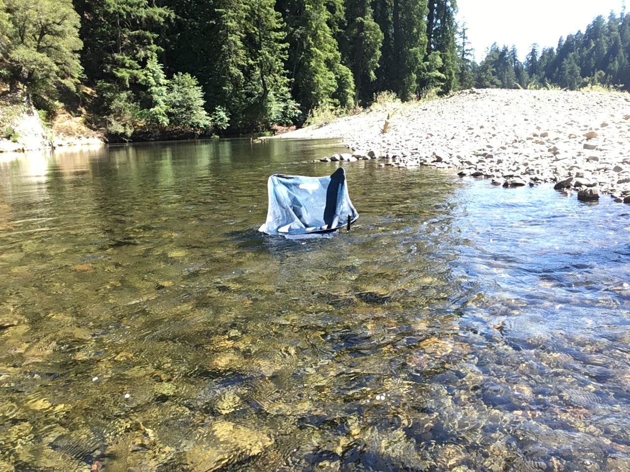 Camper submitted image from Richardson Grove State Park Campground - 5