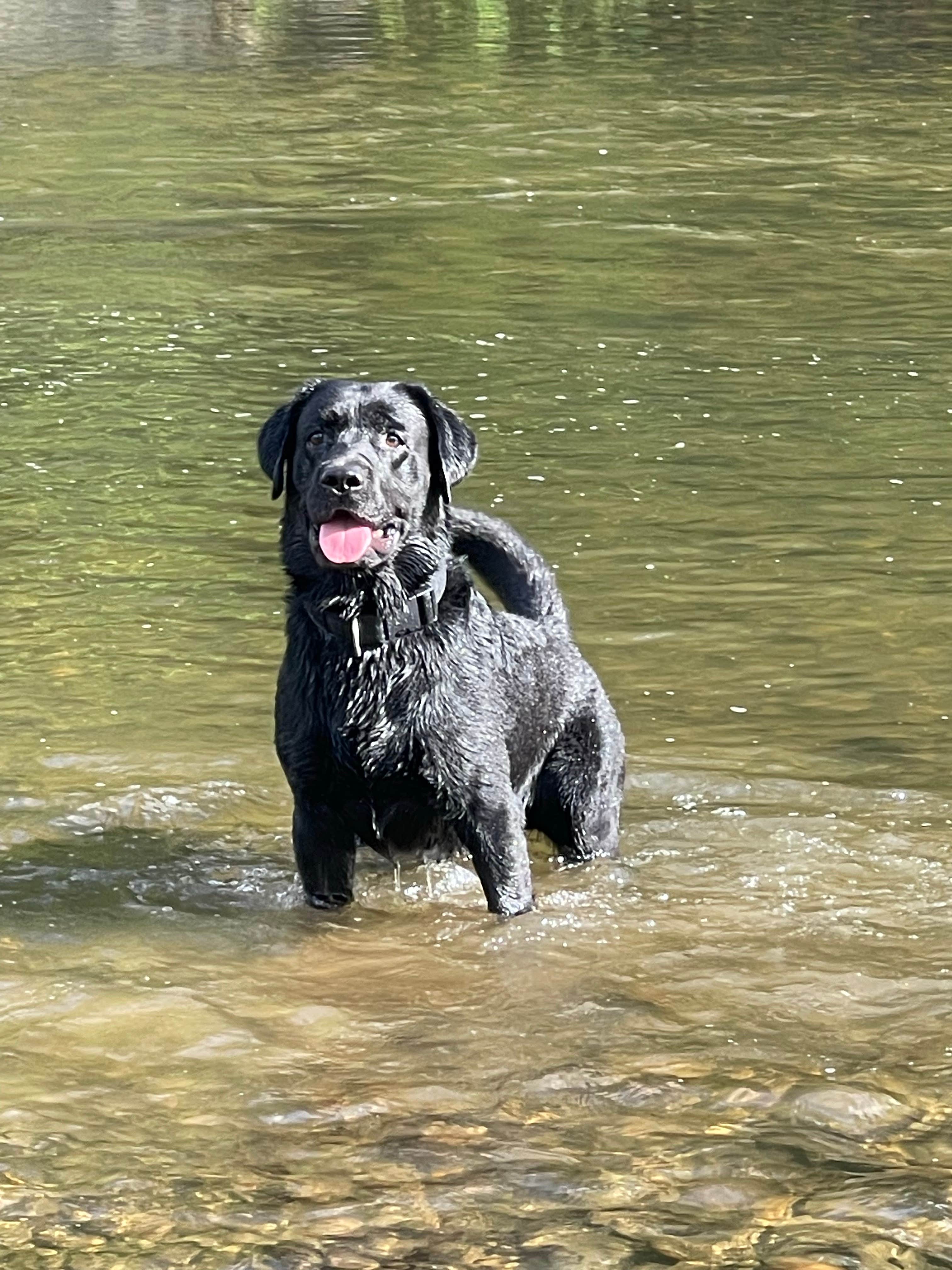 Scott B.'s photo of camping with pets at Mountain View Campground near North Troy, VT