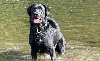 Scott B.'s photo of camping with pets at Mountain View Campground near Eden Mills, VT