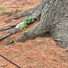chipmunk in the base of a tree on site
