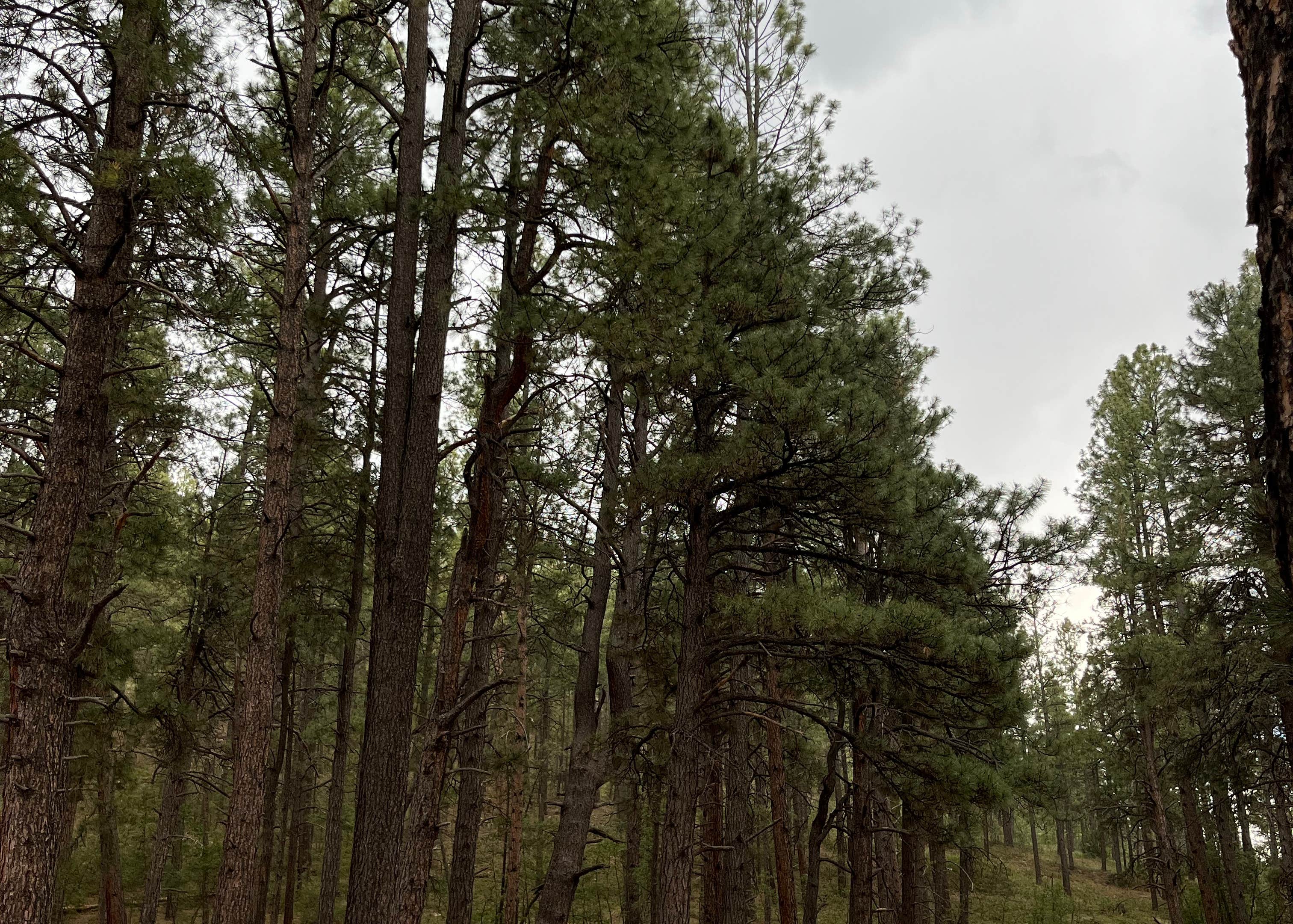 McGaffey Campground Camping The Dyrt