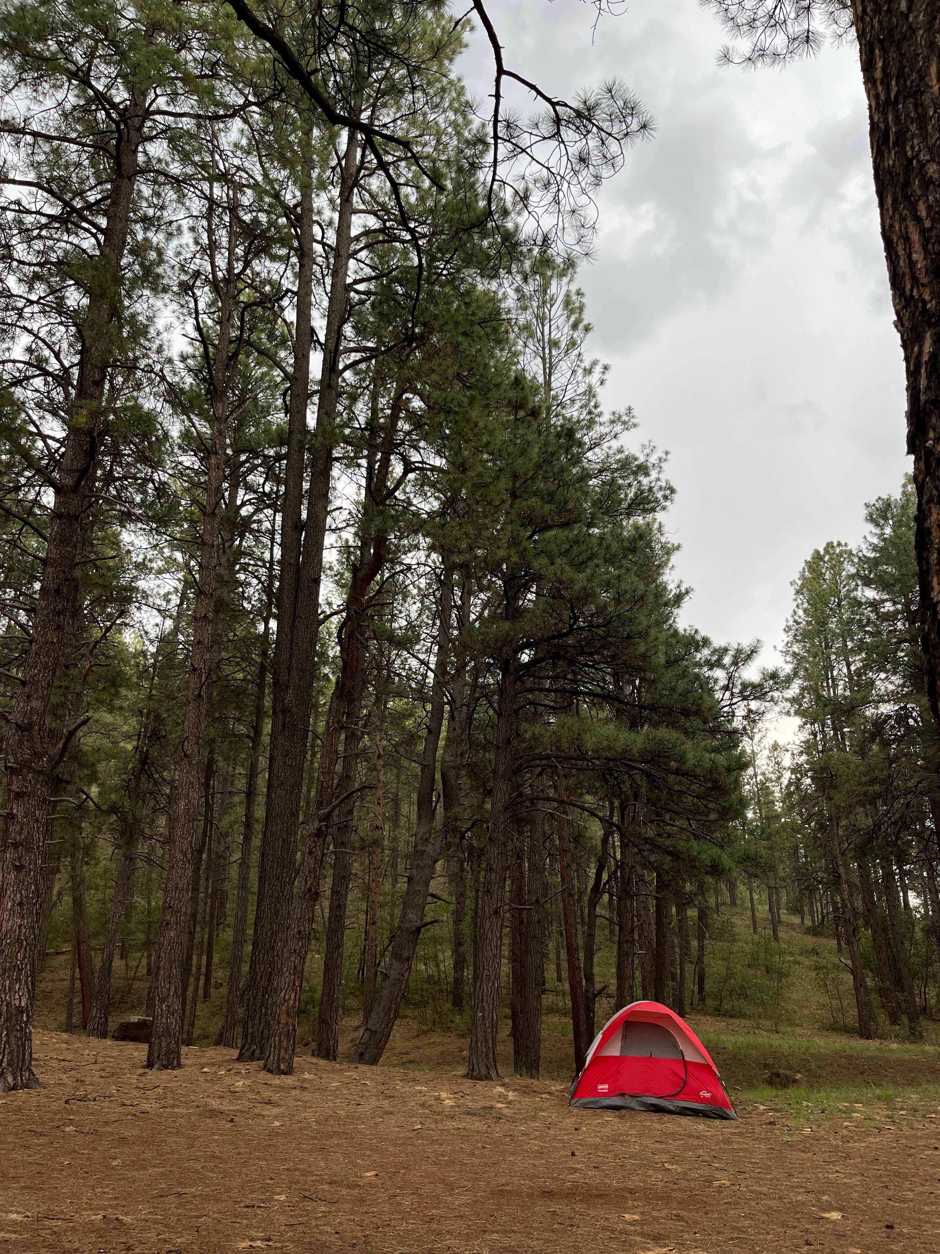 Camper submitted image from Cibola National Forest McGaffey Campground - 1