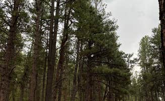 Libby A.'s photo at McGaffey Campground near Bluewater Village, NM
