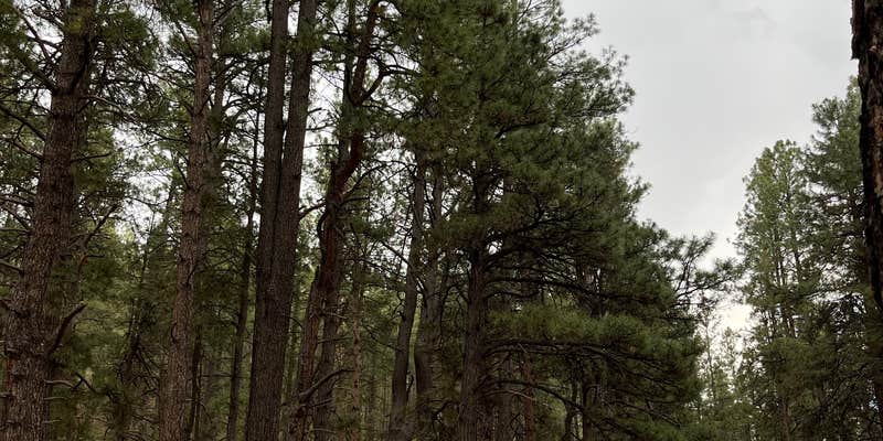 Camper submitted image from McGaffey Campground