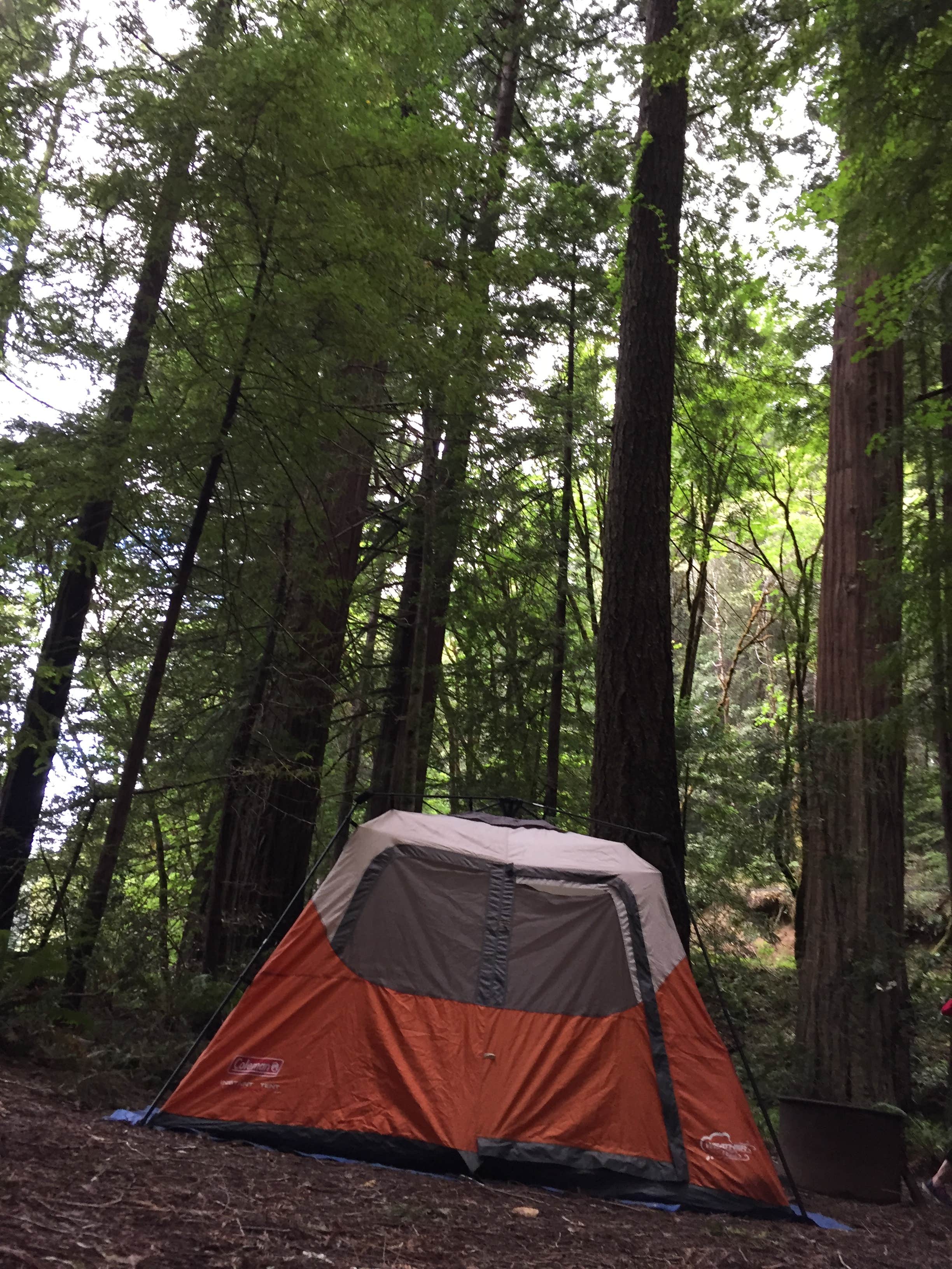 Camping near Dean Creek Resort: Williams Grove Group Camp — Humboldt Redwoods State Park, Myers Flat, California