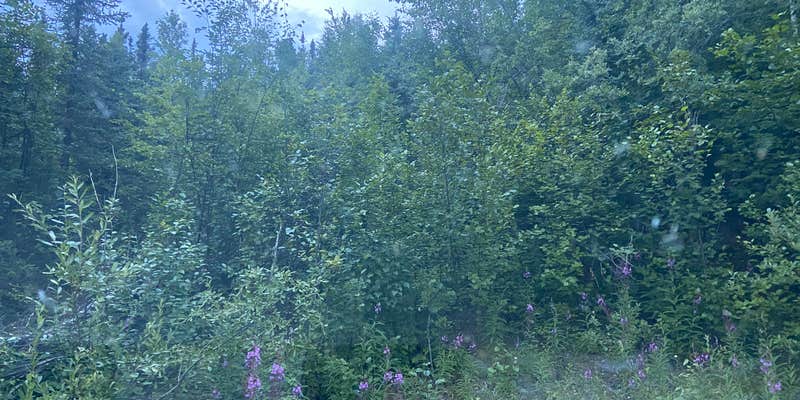 Camper submitted image from Elliott Highway Pulloff Loop- Dispersed Camping