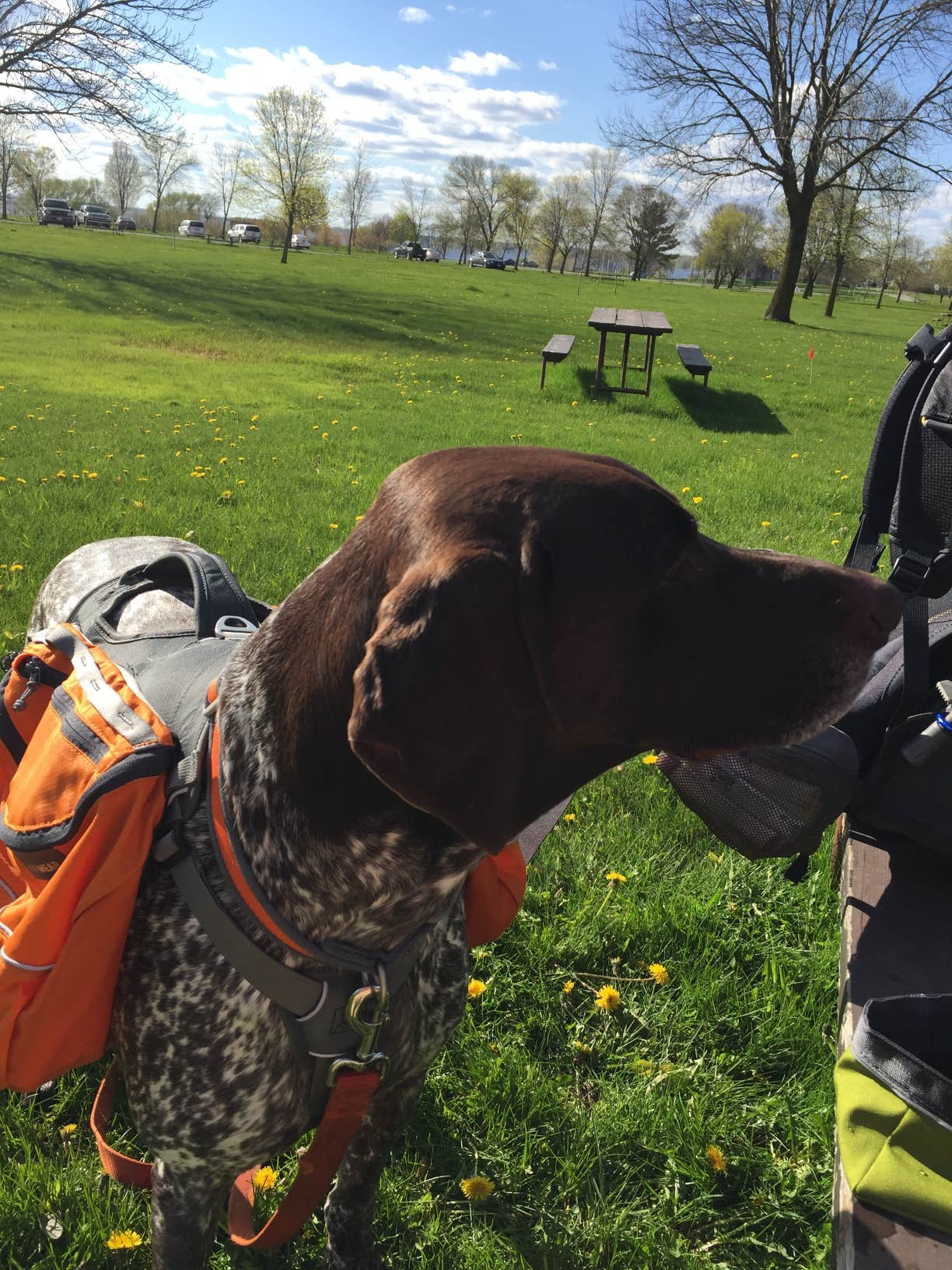 Jay W.'s photo of camping with pets at High Cliff State Park Campground near Waupaca, WI