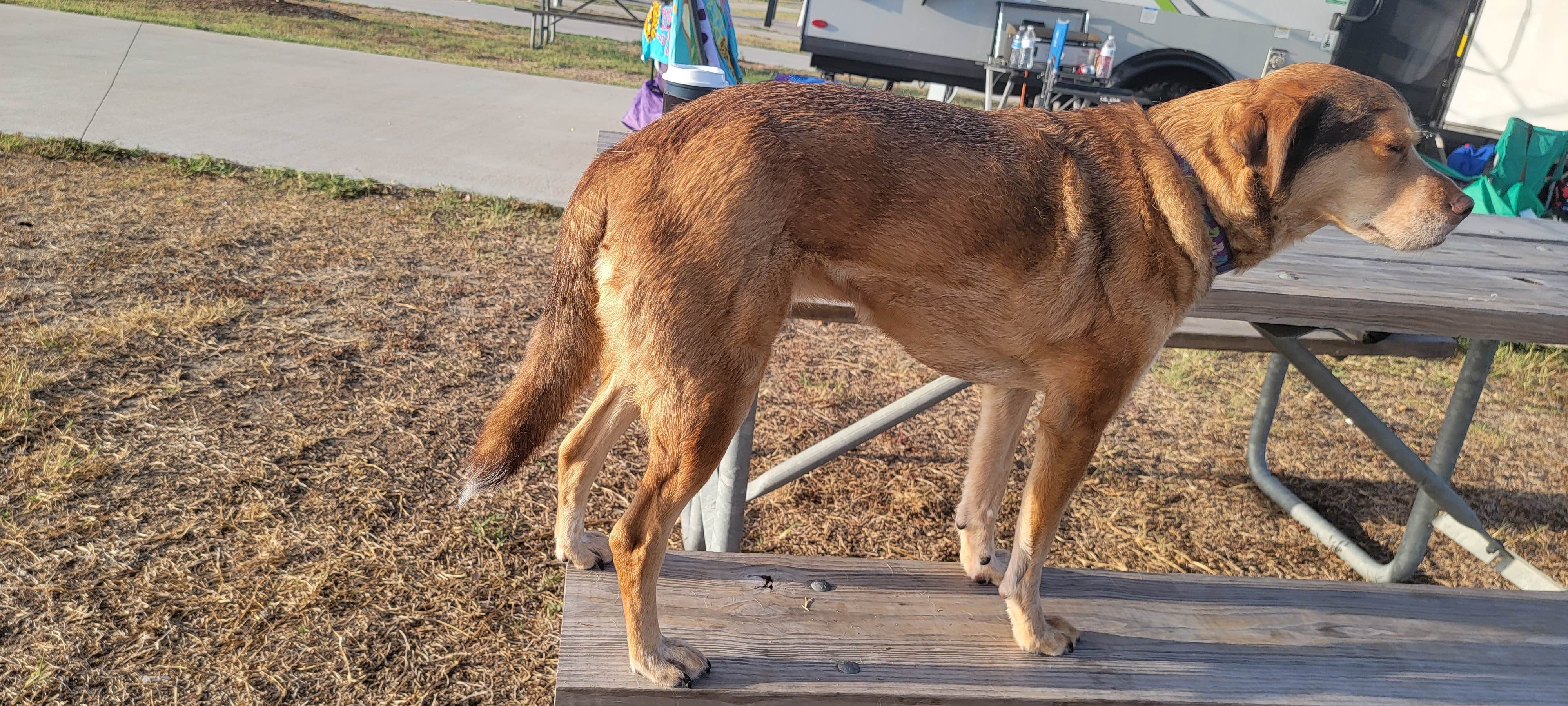Anthony L.'s photo of camping with pets at Brazos Bend State Park Campground near Katy, TX