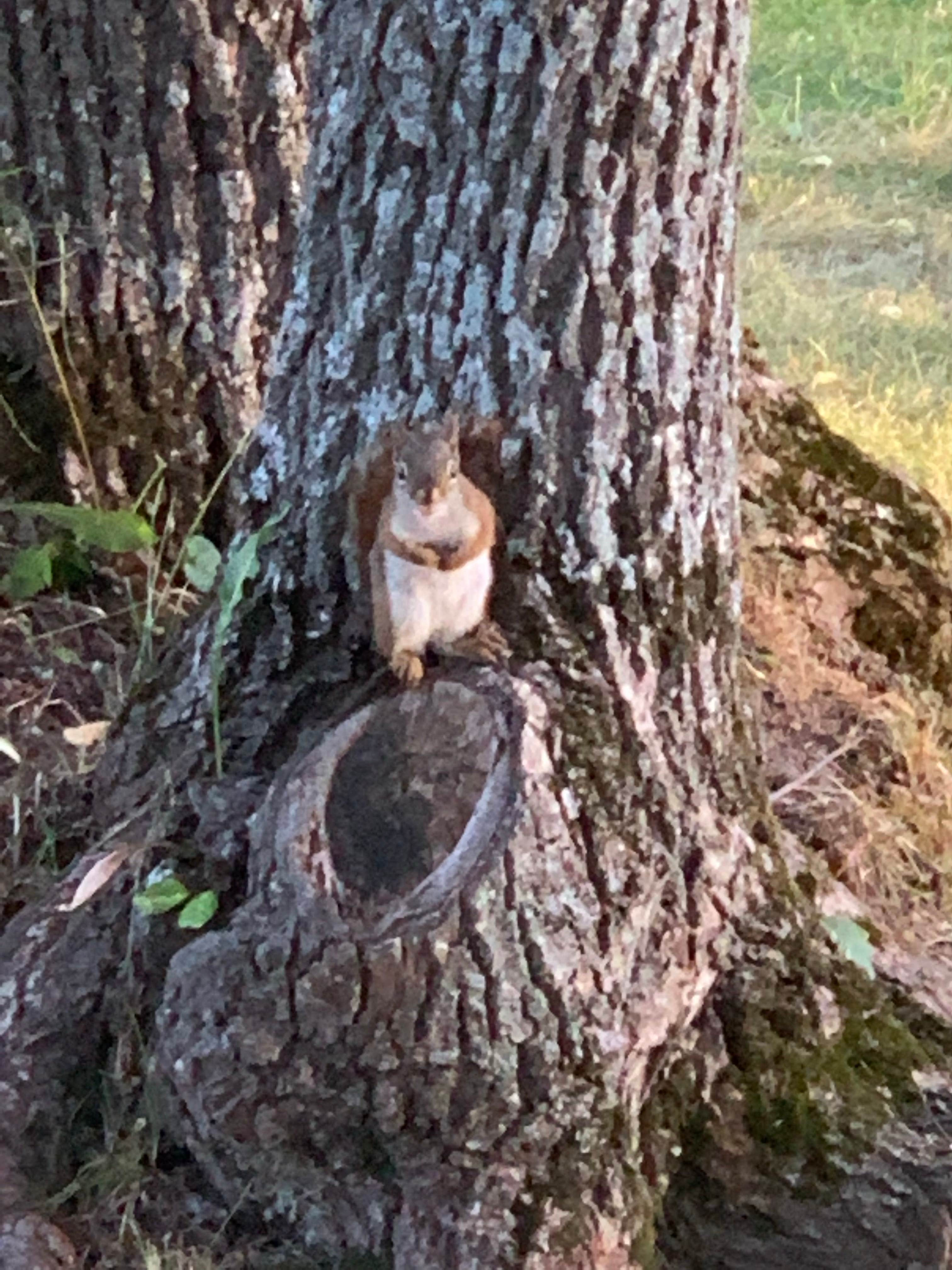 Stacia L.'s photo of camping with pets at Lake Gogebic State Park Campground near Watersmeet, MI