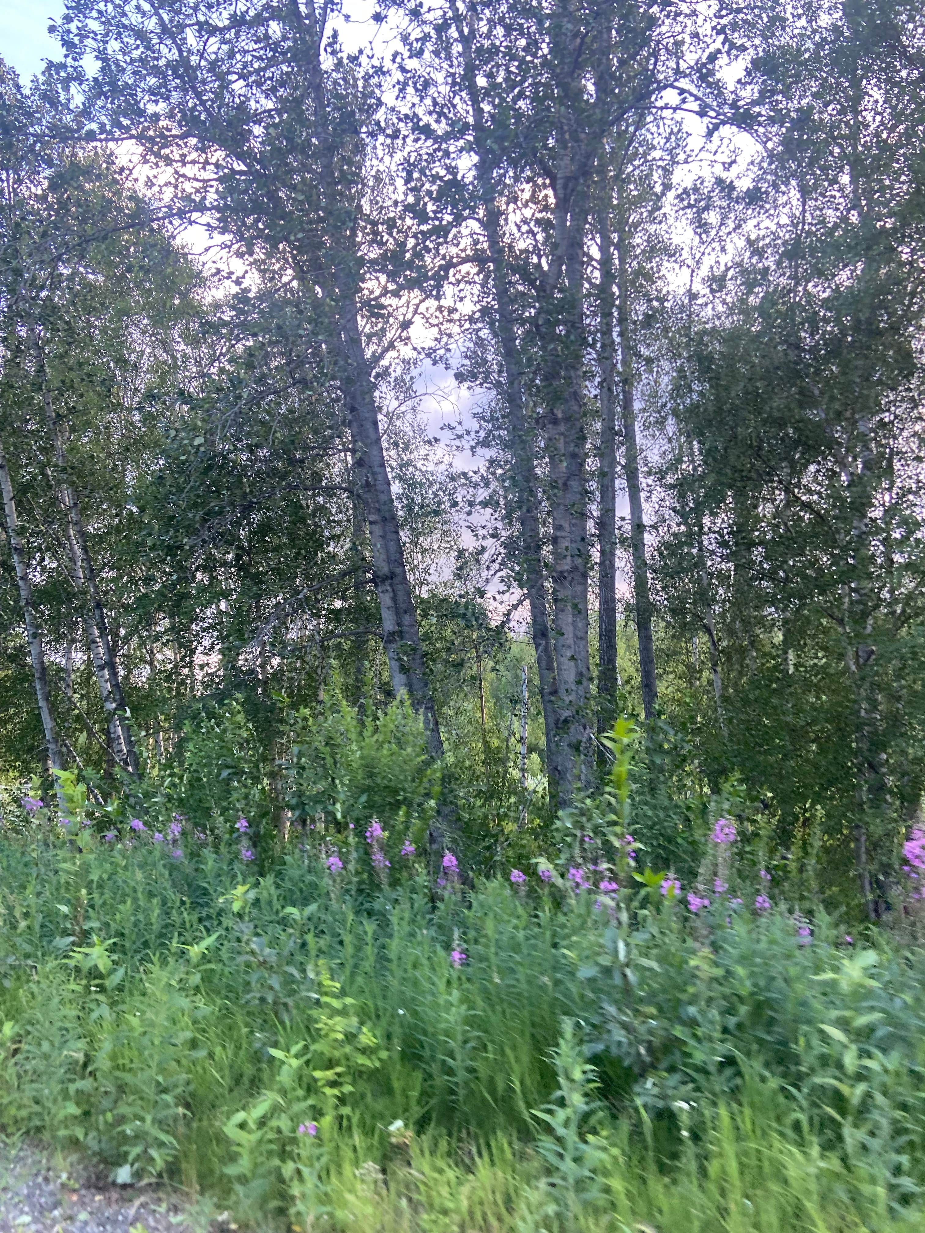 Camper-submitted photo at Lower Chatanika State Recreation Area near Fairbanks, AK