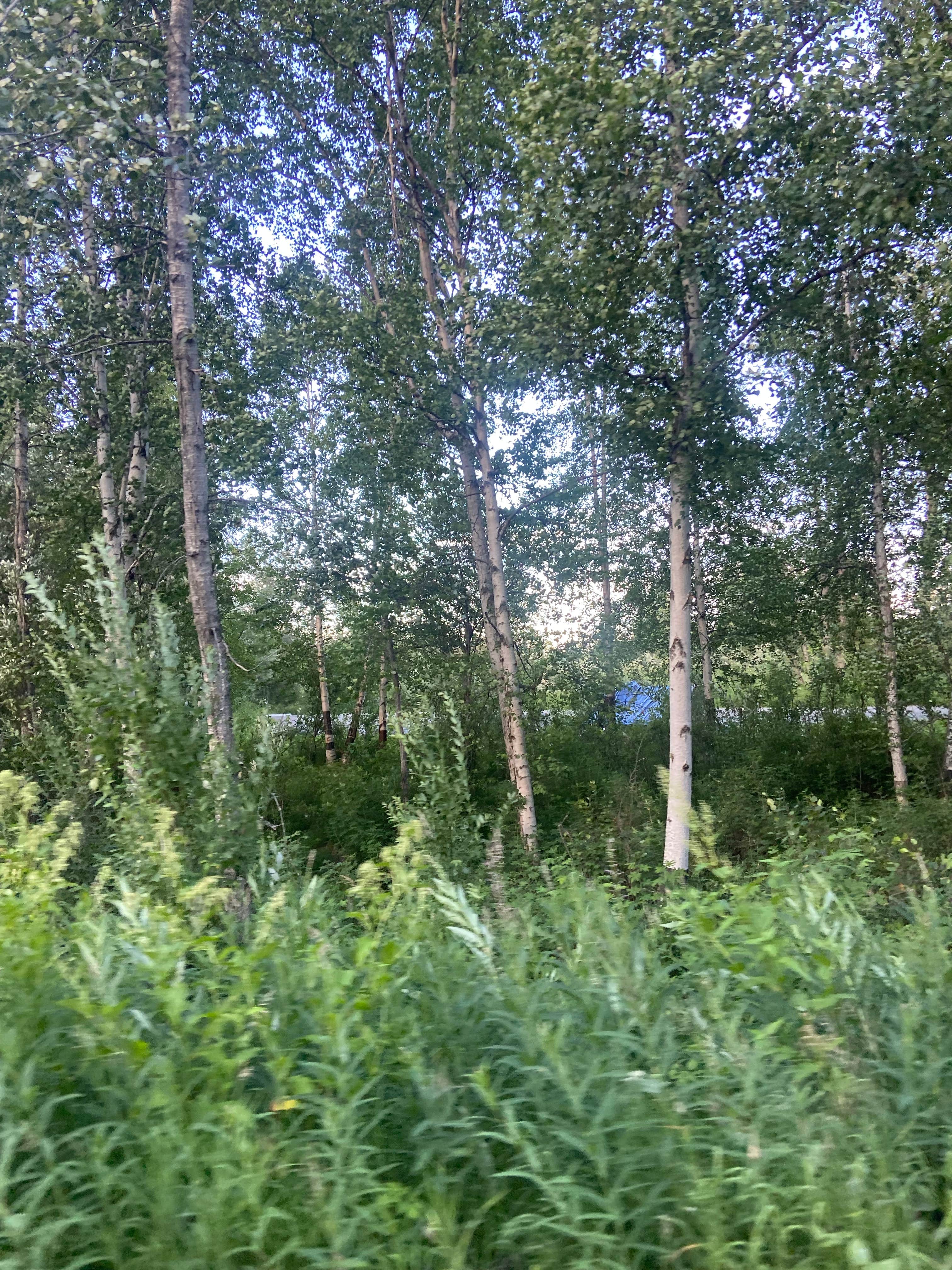 Camper-submitted photo at Lower Chatanika State Recreation Area near Fairbanks, AK